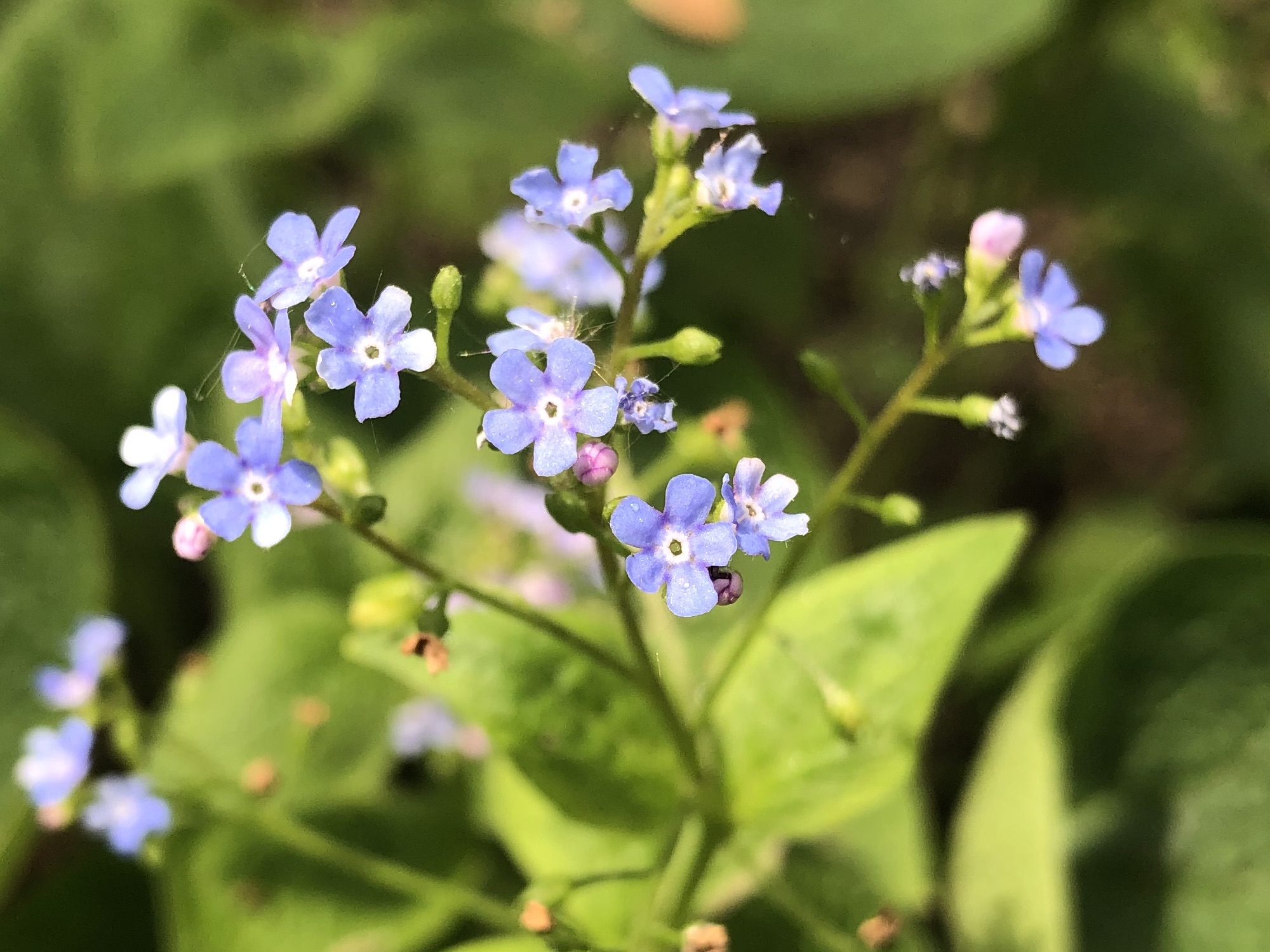 False Forget-Me-Not near Agawa in Madison, Wisconsin on May 23, 2022.