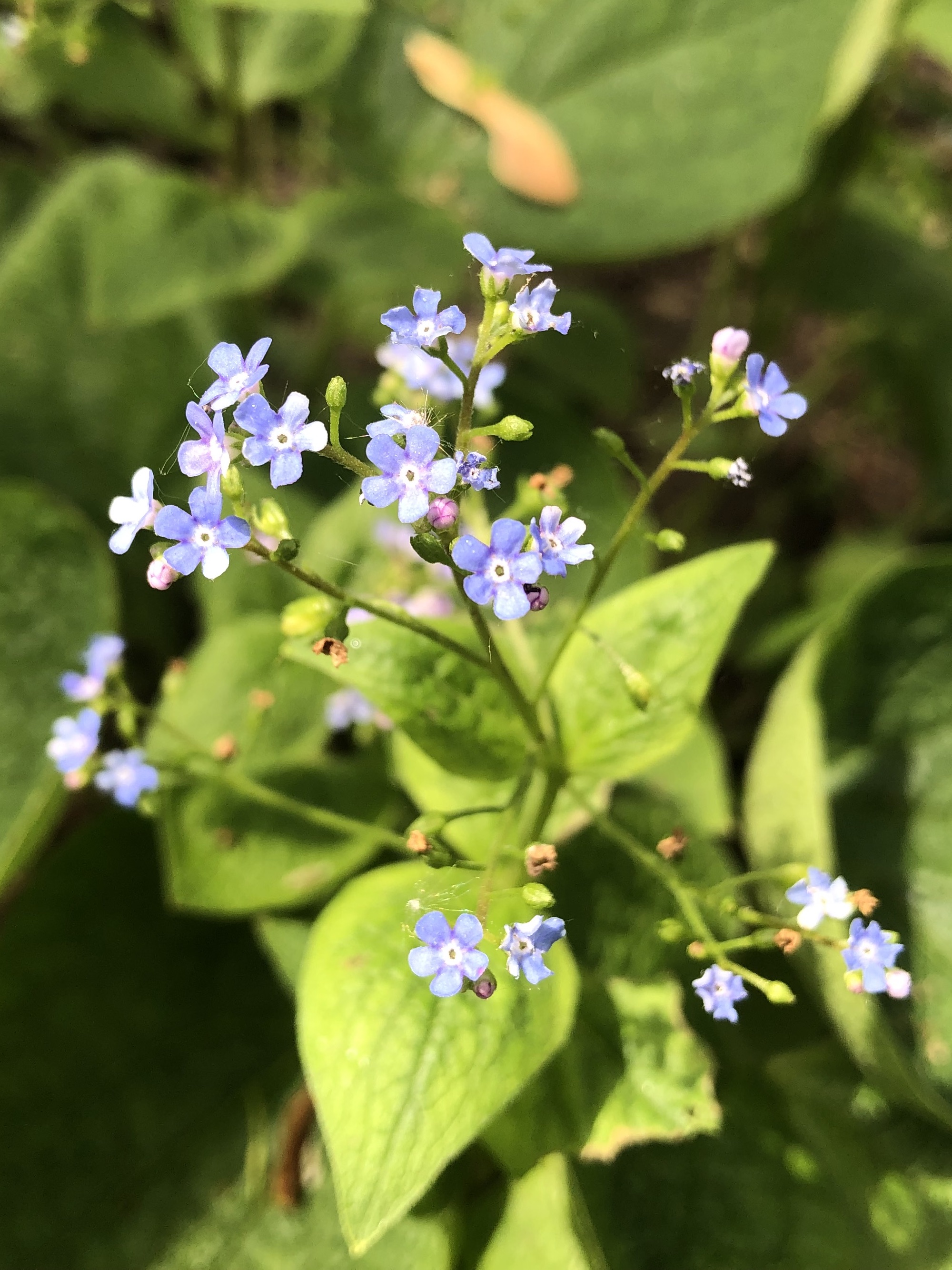 False Forget-Me-Not near Agawain Madison, Wisconsin on May 23, 2022.
