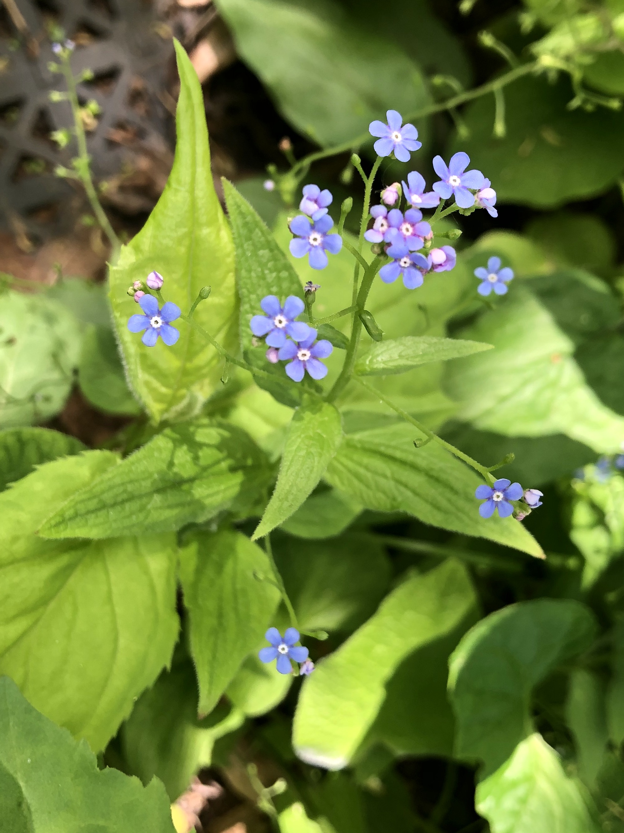 False Forget-Me-Not in the Thoreau Rain Garden in Madison, Wisconsin on May 122, 2022
