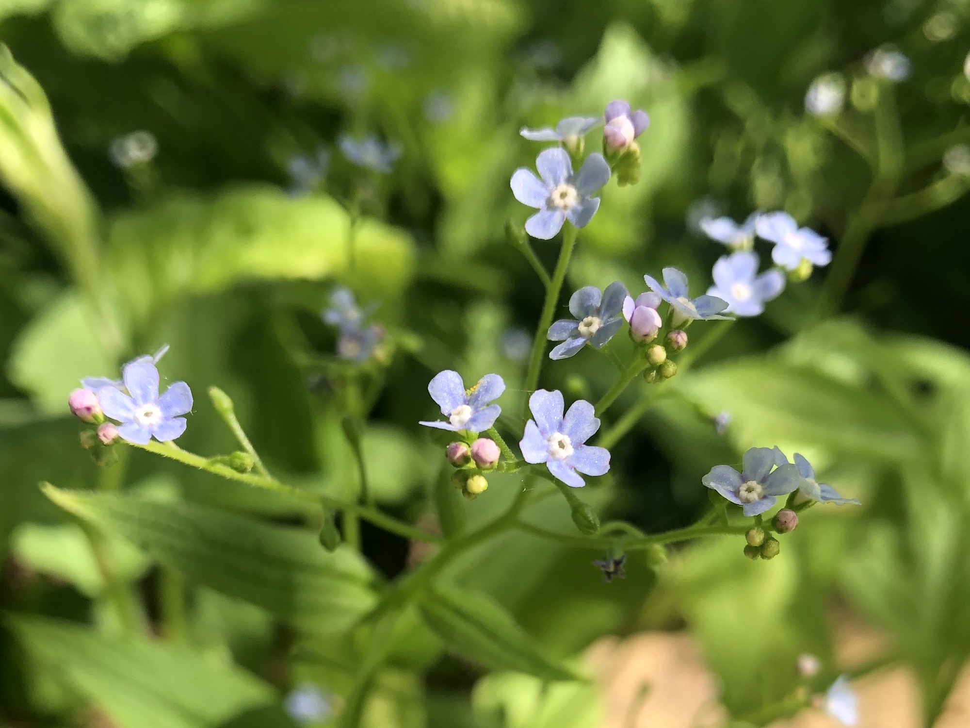 False Forget-Me-Not in the Thoreau Rain Garden in Madison, Wisconsin on May 16, 2022.