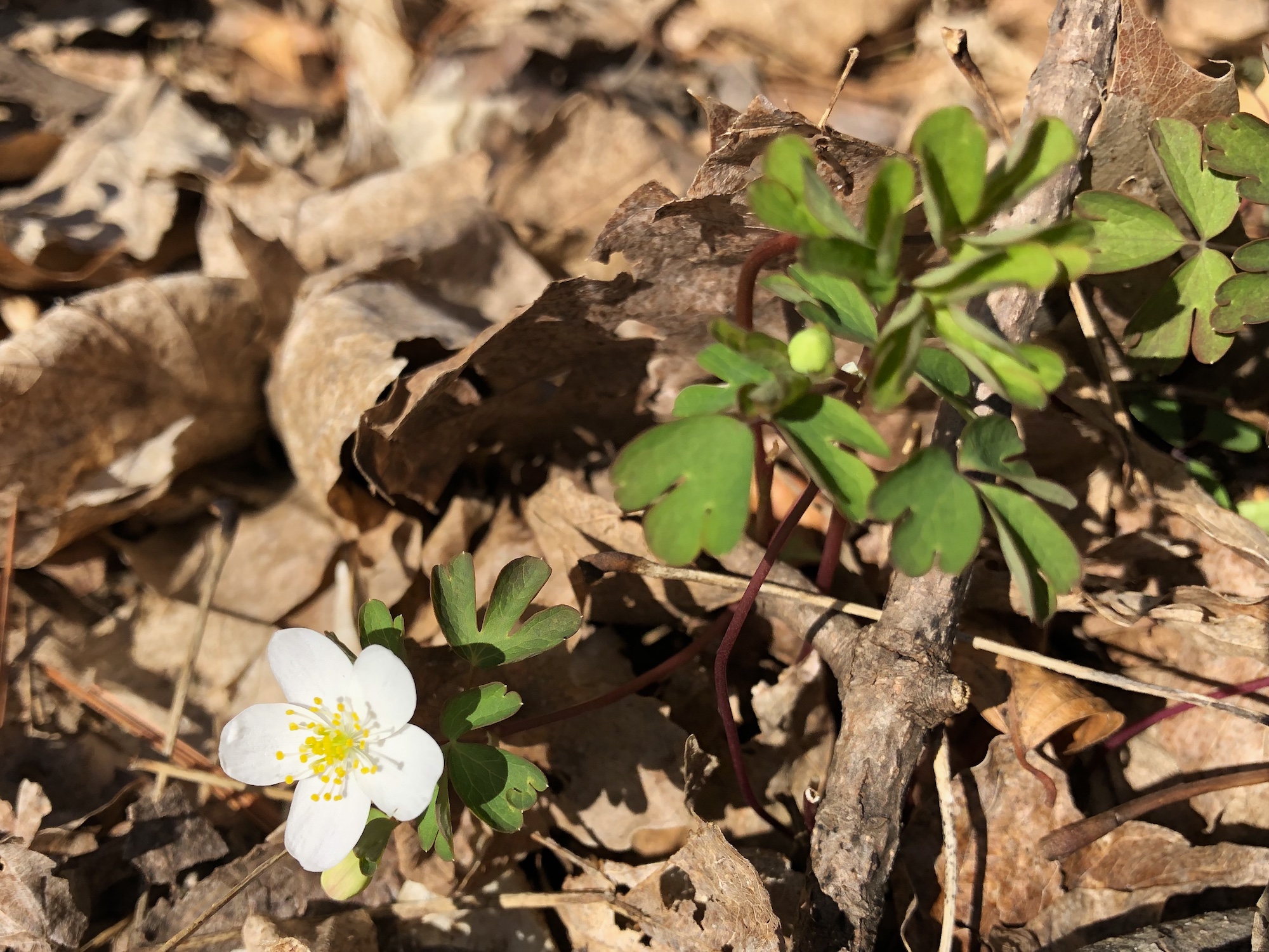 False Rue Anemone in the Maple-Basswood Forest of the University of Wisconsin Arboretum in Madison, Wisconsin on April 28, 2020.