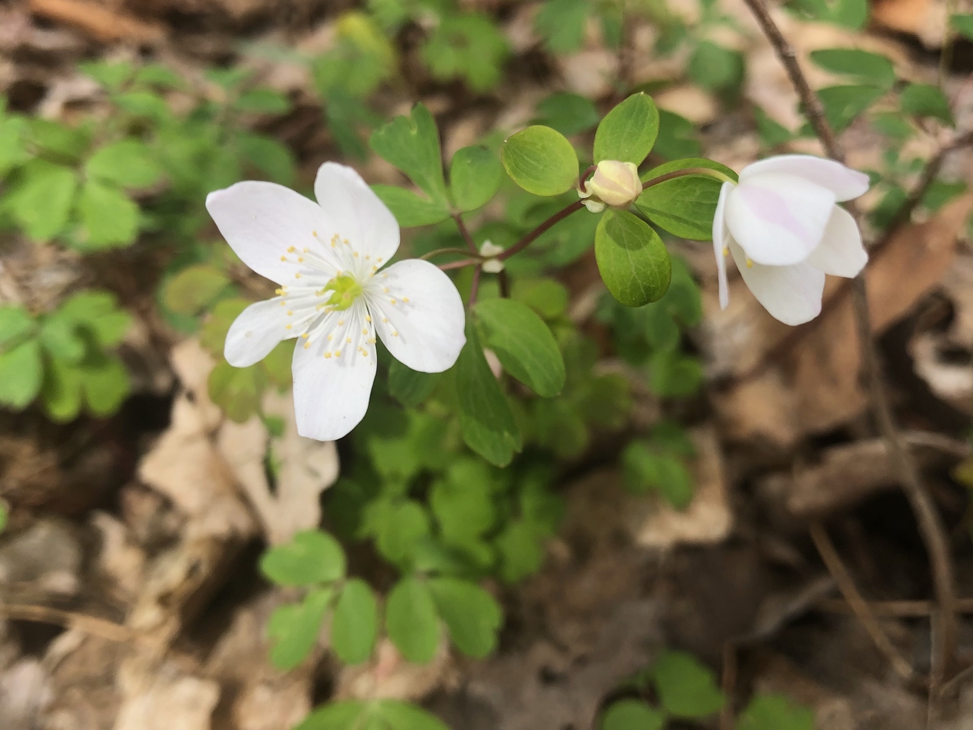 False Rue Anemone in the Maple-Basswood Forest of the University of Wisconsin Arboretum in Madison, Wisconsin on May 4, 2020.