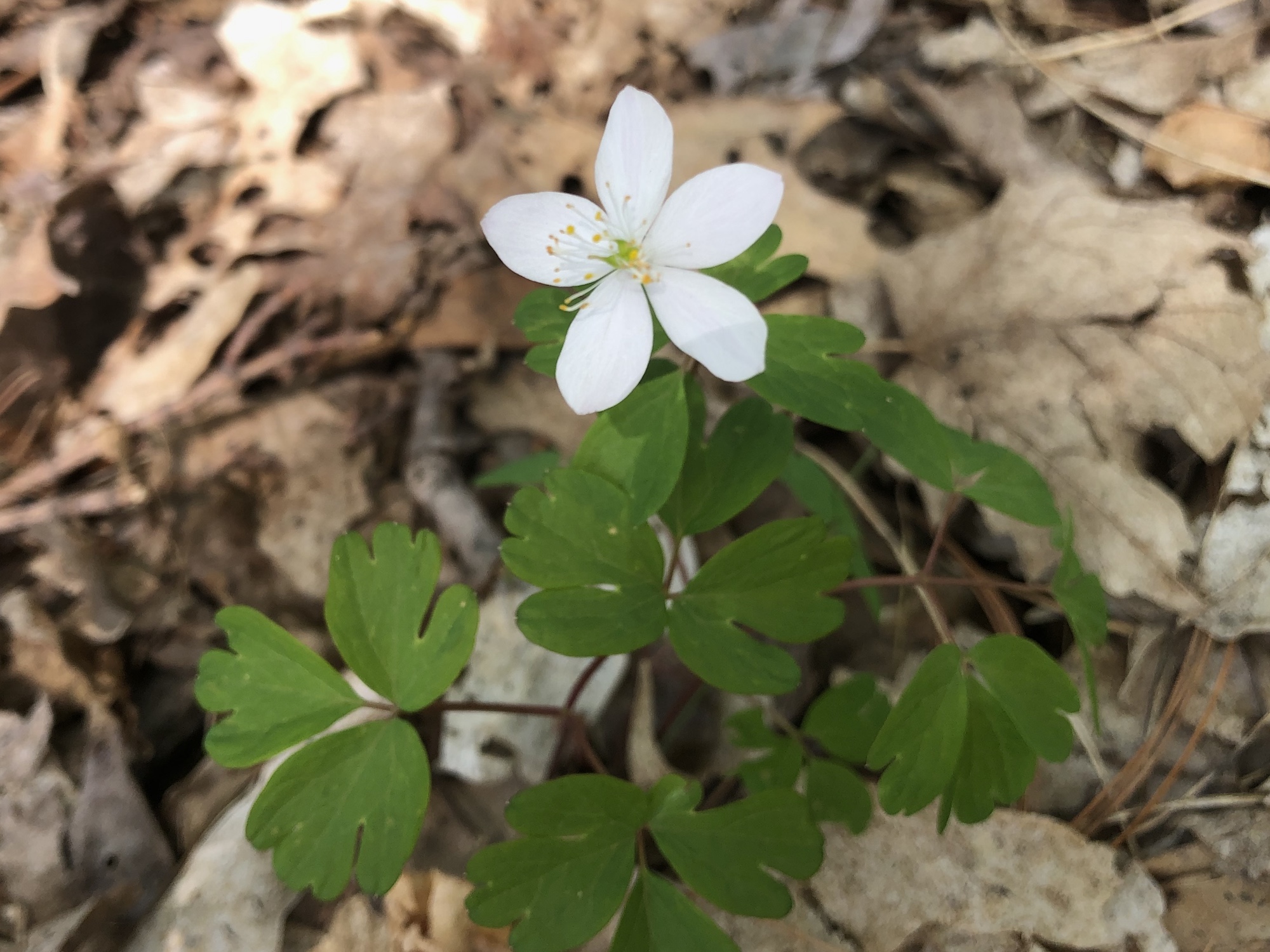 False Rue Anemone in the Maple-Basswood Forest of the University of Wisconsin Arboretum in Madison, Wisconsin on May 6, 2020