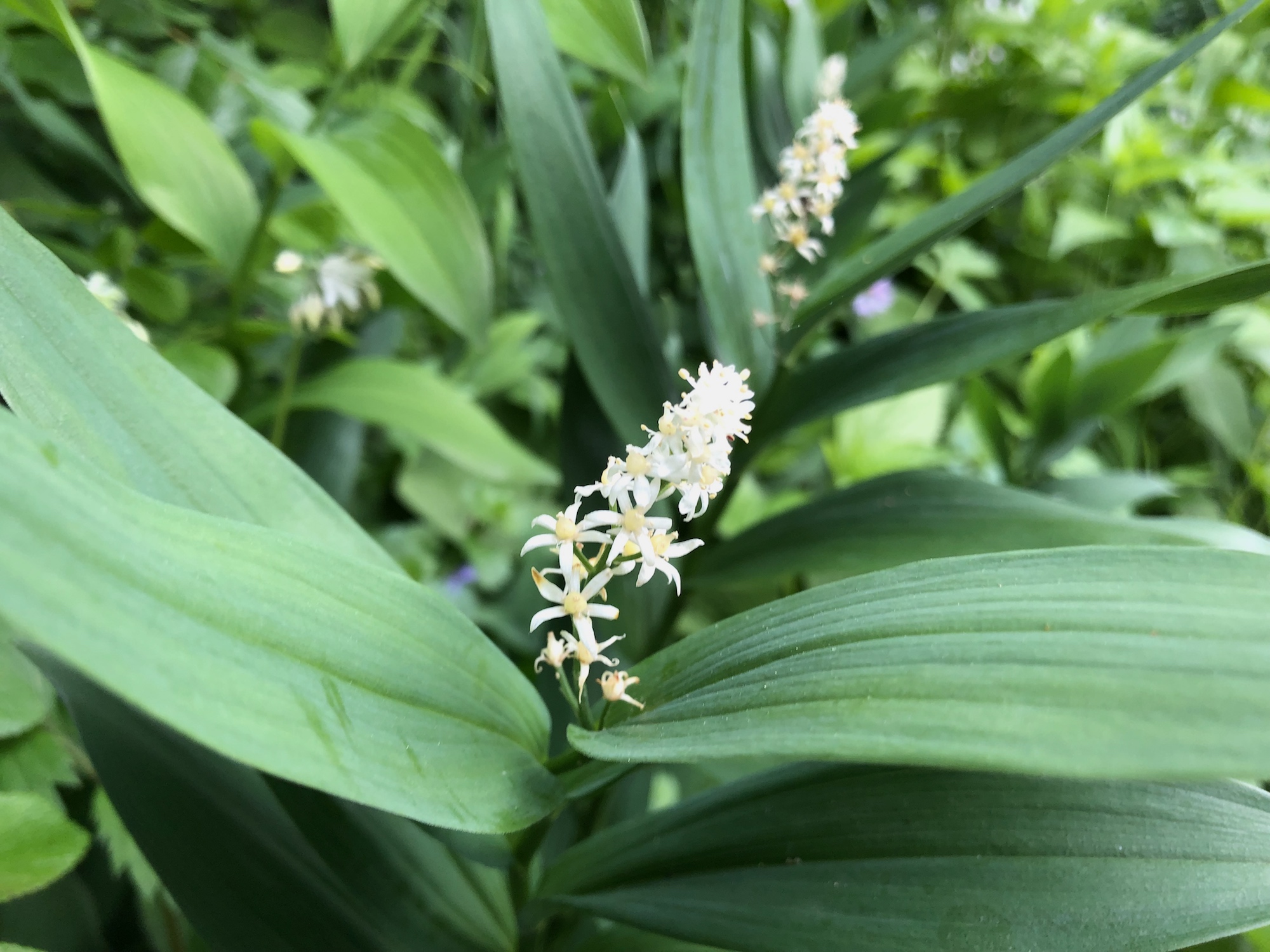 Starry False Solomon's Seal near Duck Pond in Madison, Wisconsin on May 26, 2019.