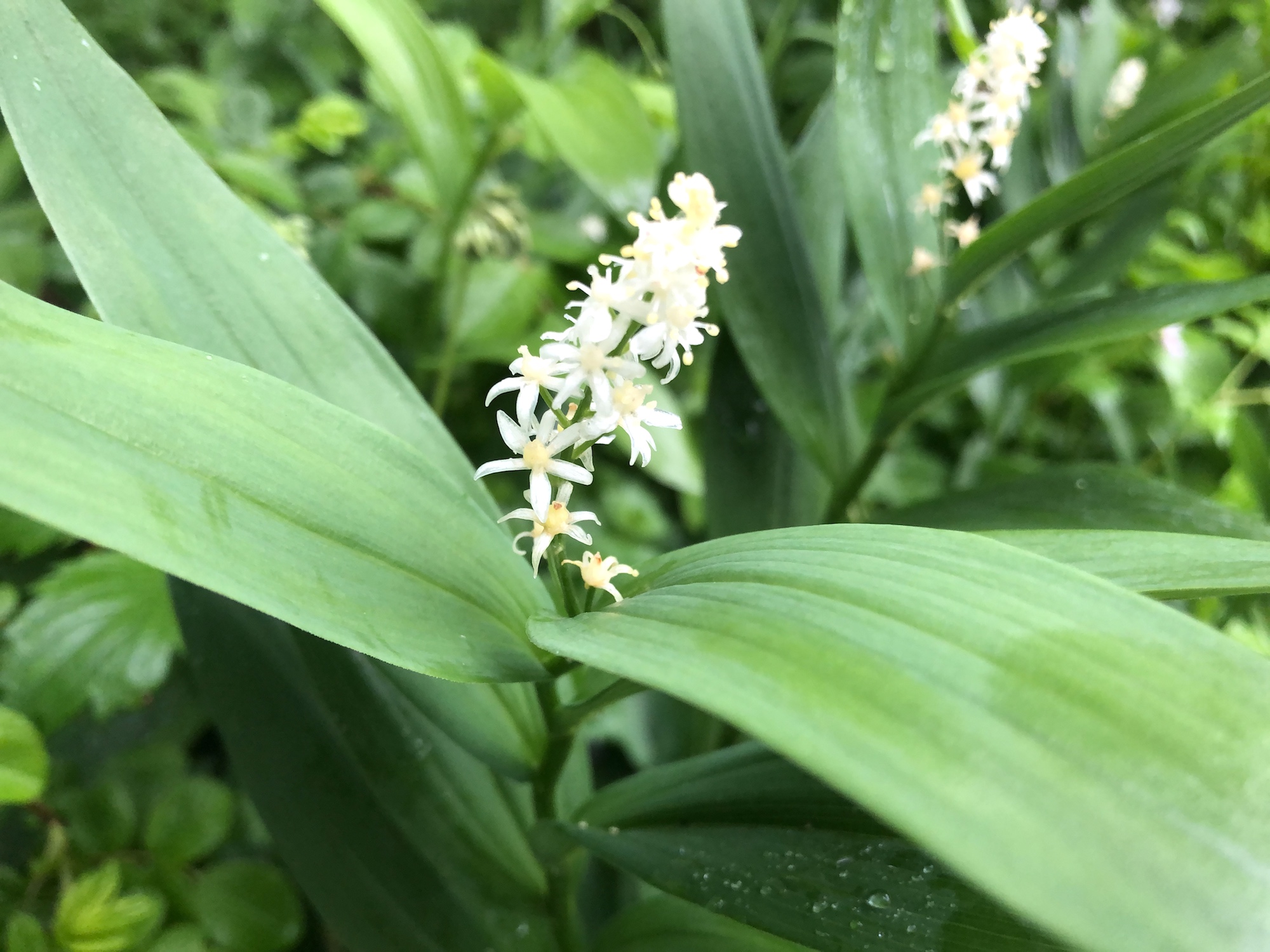 Starry False Solomon's Seal near Duck Pond in Madison, Wisconsin on May 25, 2019.