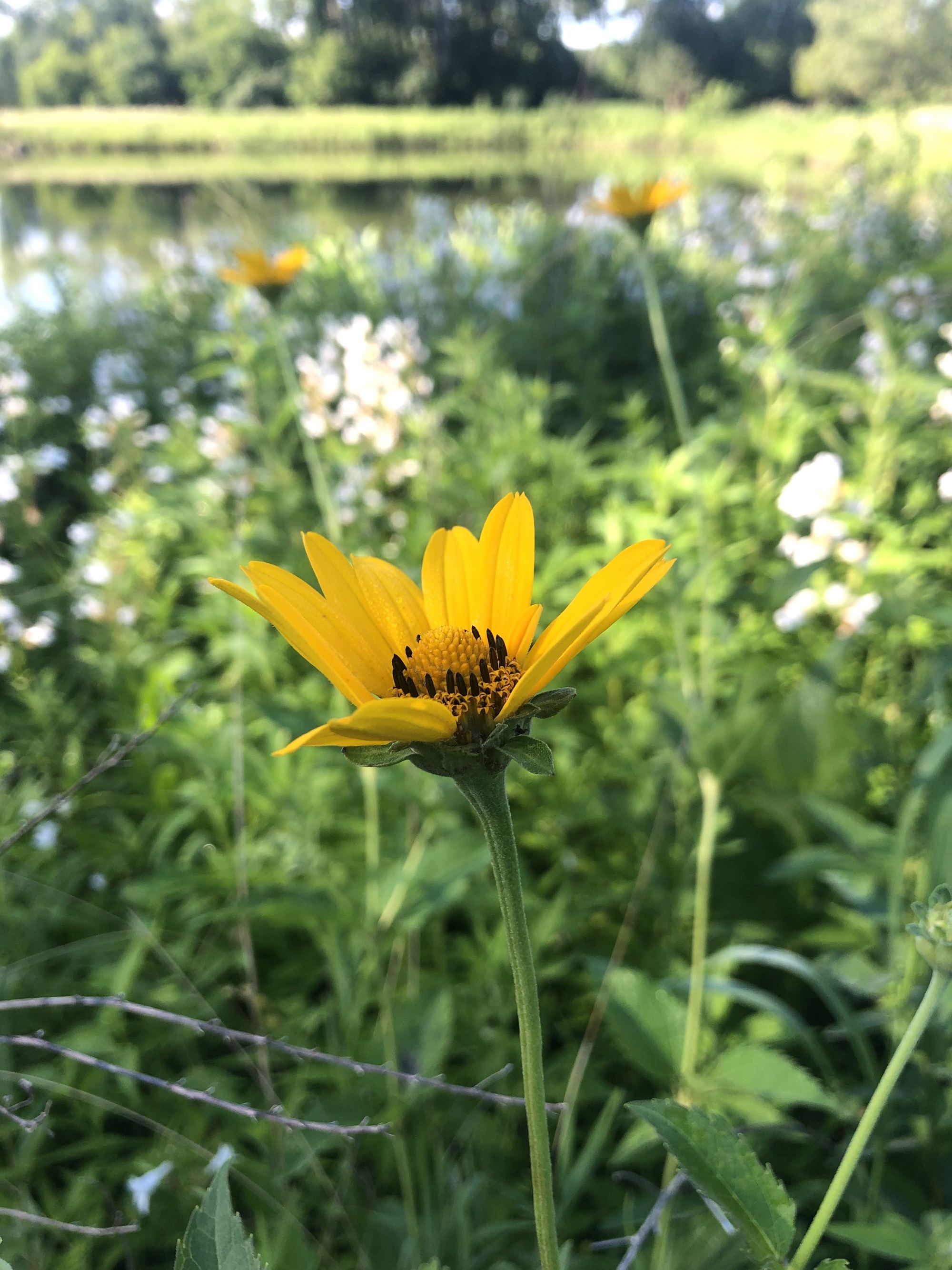 False Sunflower on shore of retaining pond in Madison, Wisconsin on June 23, 2022.