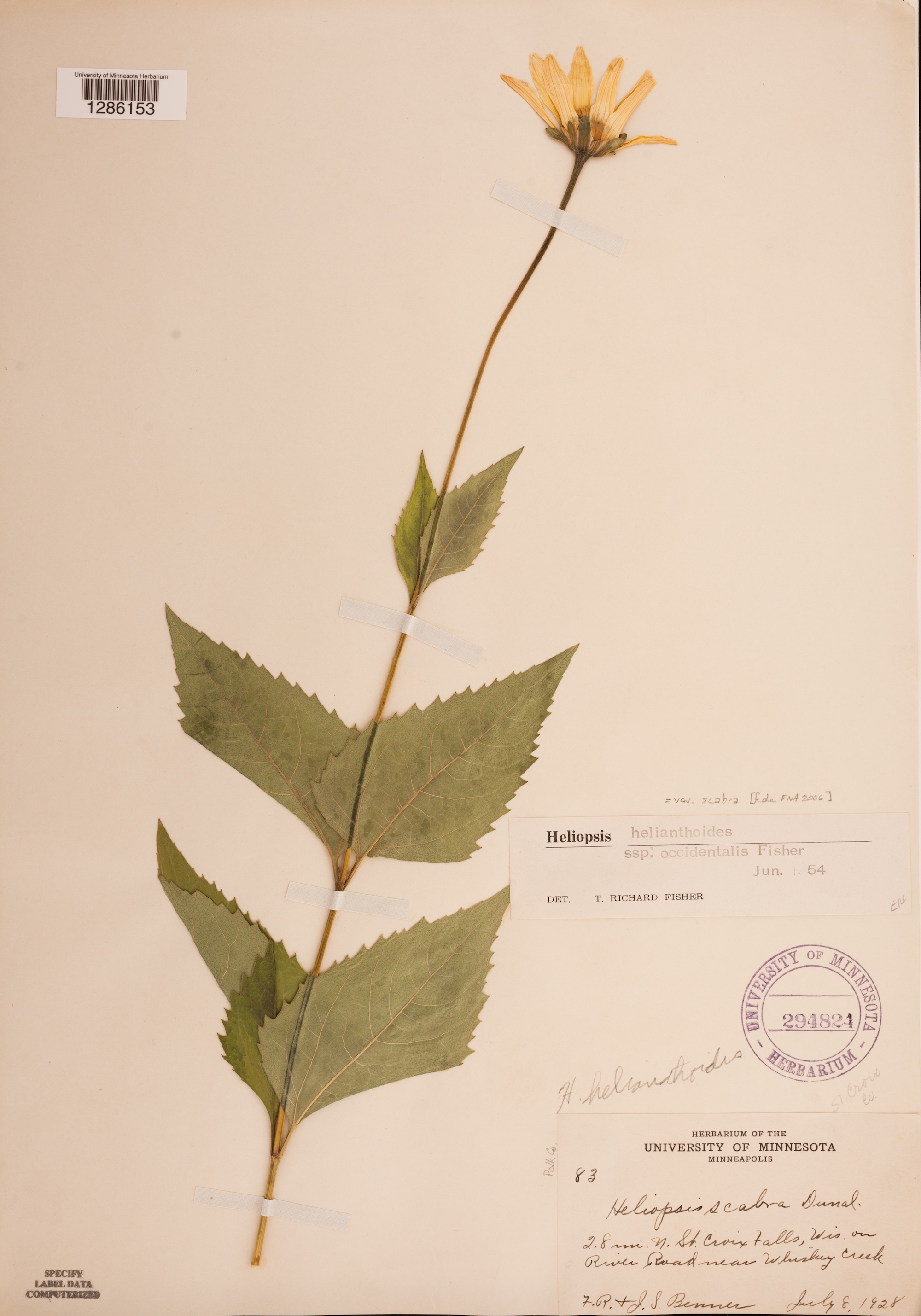 False Sunflower specimen collected 2.8 miles from St. Croix Falls, Wisconsin on July 8, 1928.