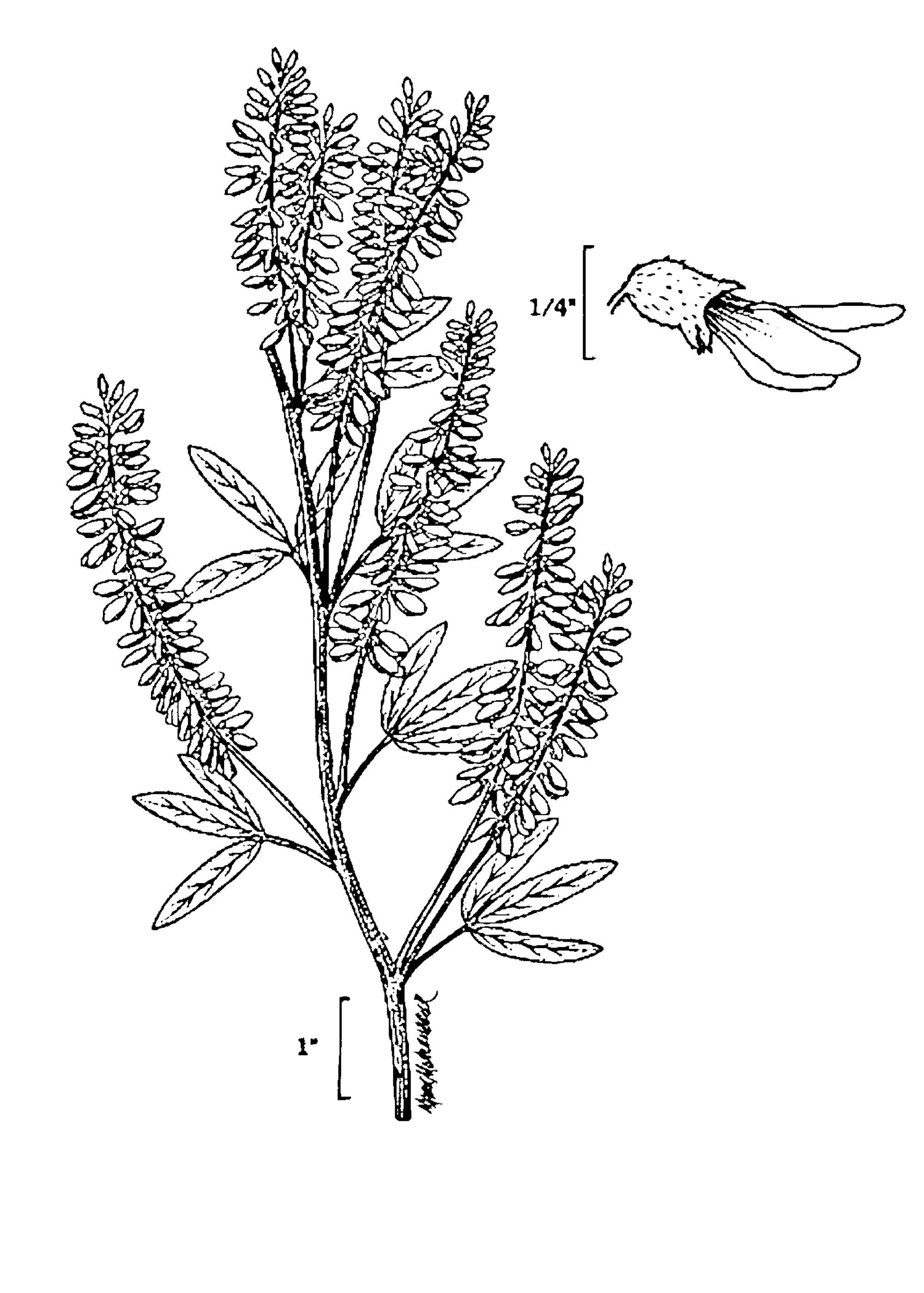 Yellow Sweet Clover line drawing from USDA  NRCS, Wetland flora: Field office illustrated guide to plant species.