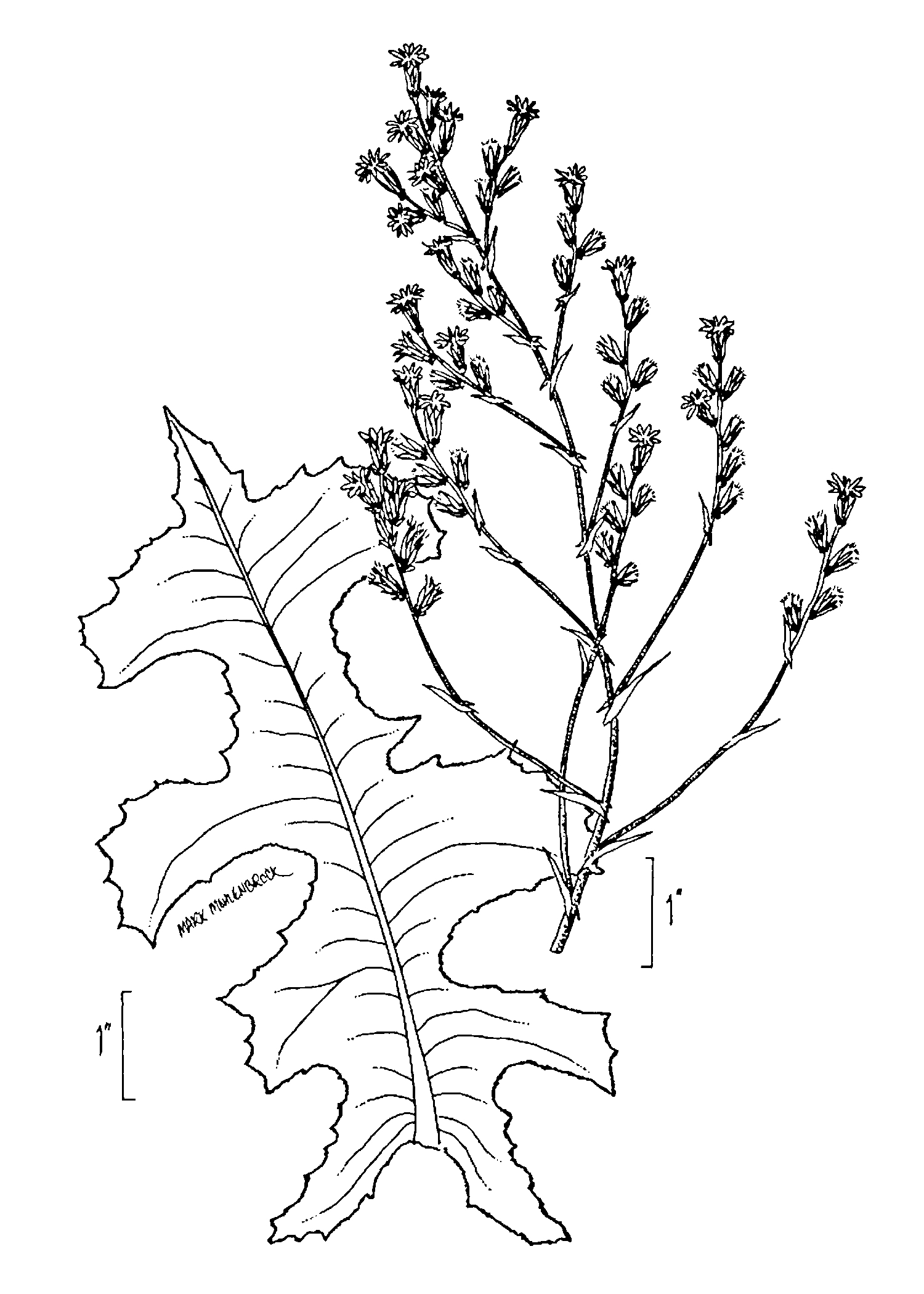 Prickly Lettuceline drawing from USDA  NRCS, Wetland flora: Field office illustrated guide to plant species.