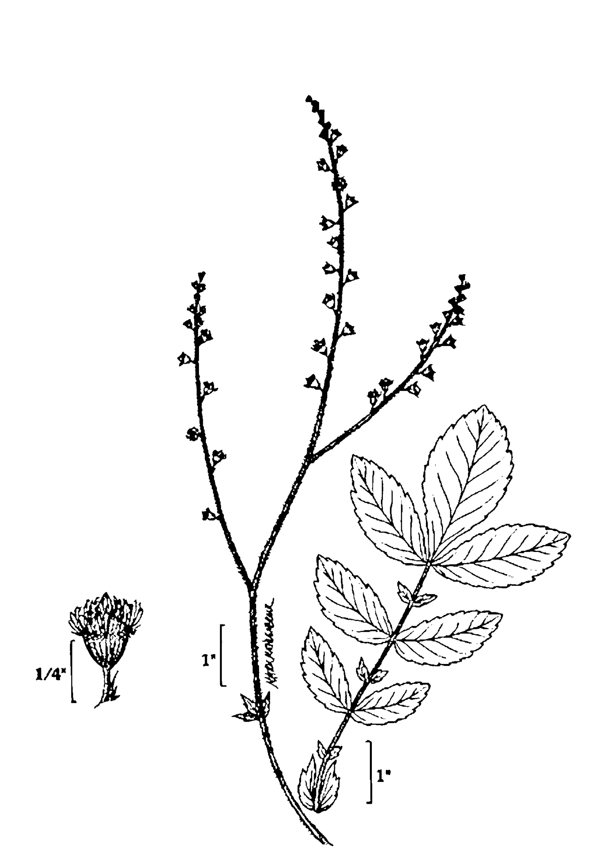 Tall Hairy Agrimony line drawing from USDA  NRCS, Wetland flora: Field office illustrated guide to plant species.
