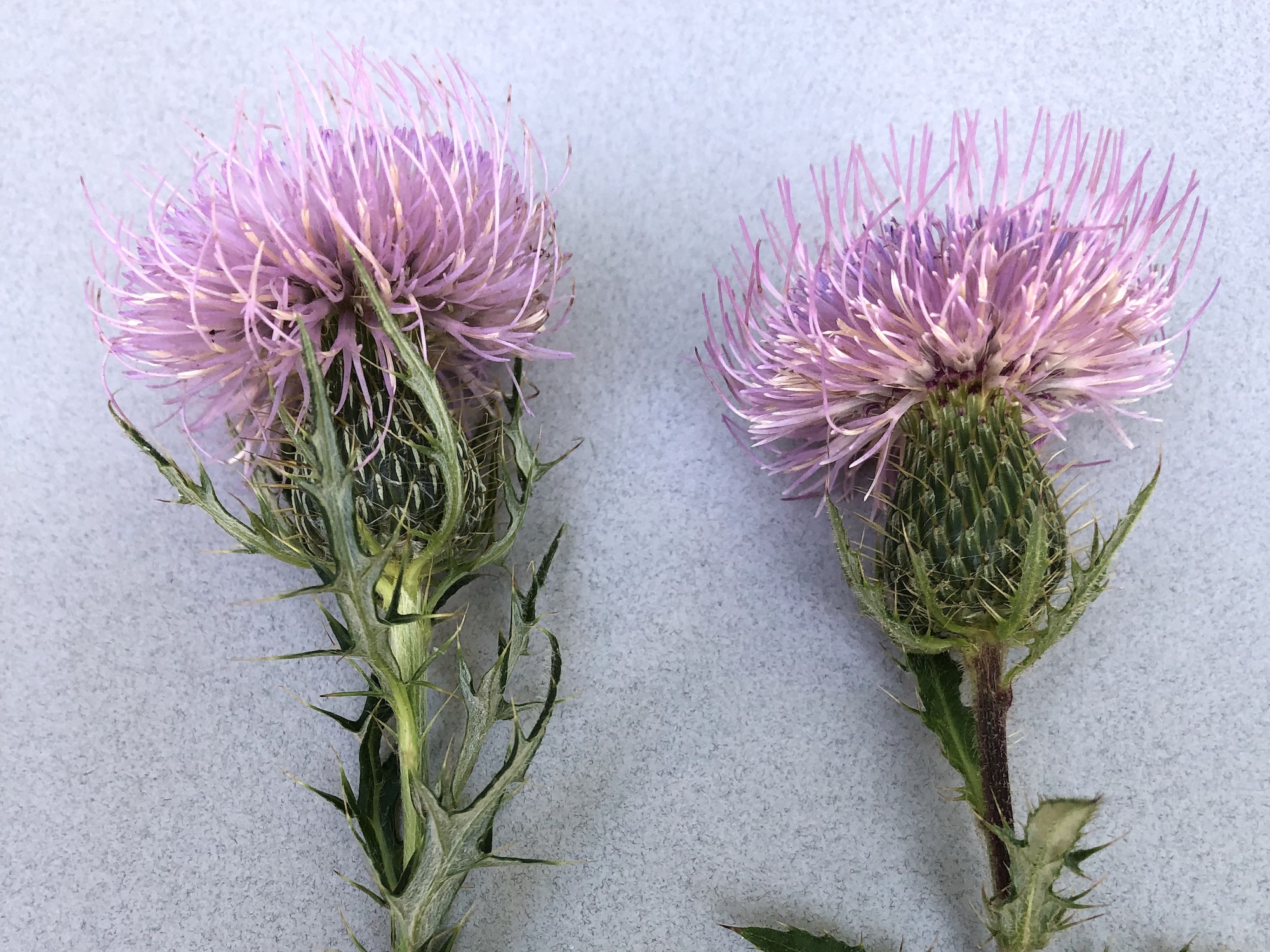 Field Thistle flower on left and Tall Thistleflower on the right.  Photo taken on August 30, 2022.