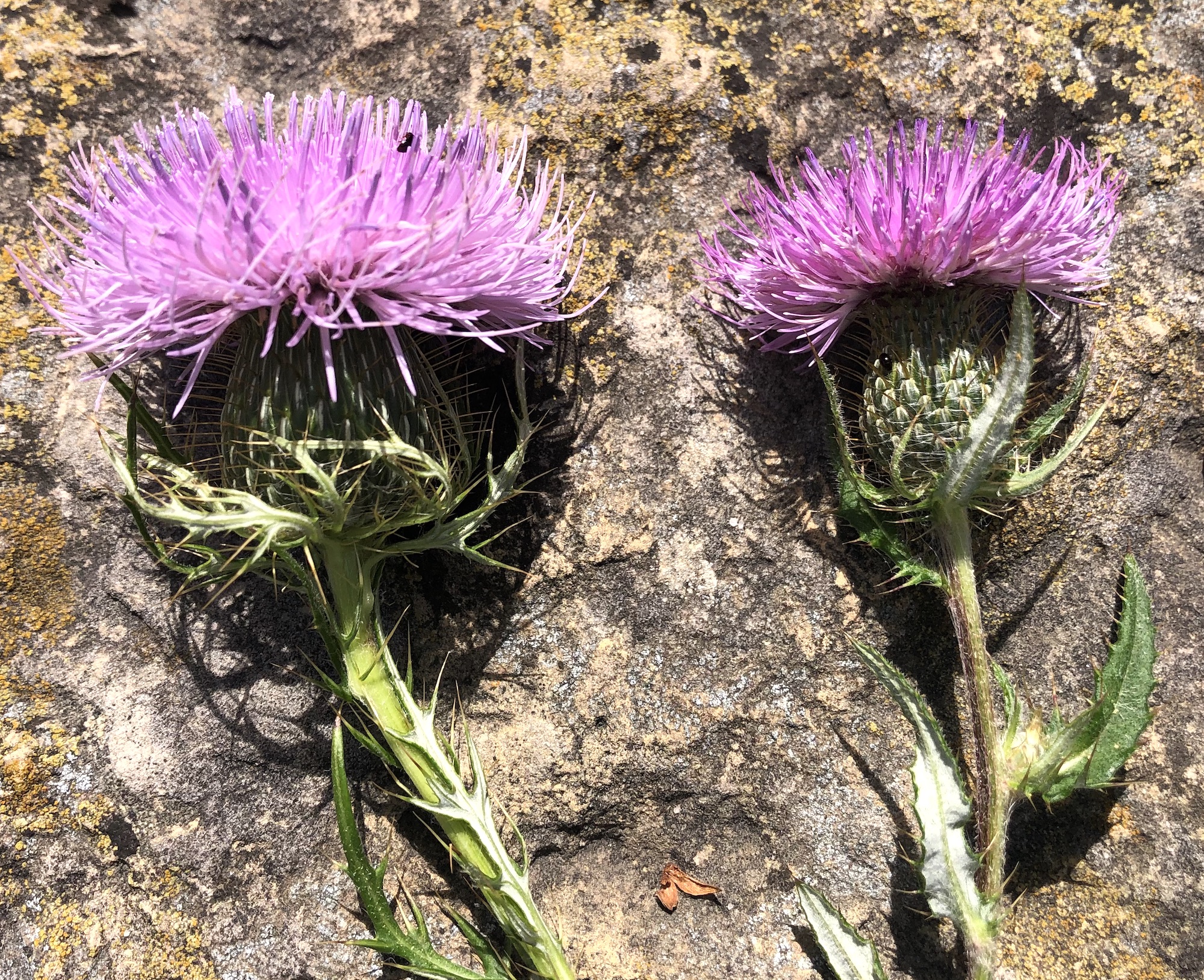 Comparison of Field thistle and Tall Thistle flower. Field Thistle flower on left and Tall Thistle blossom on right.