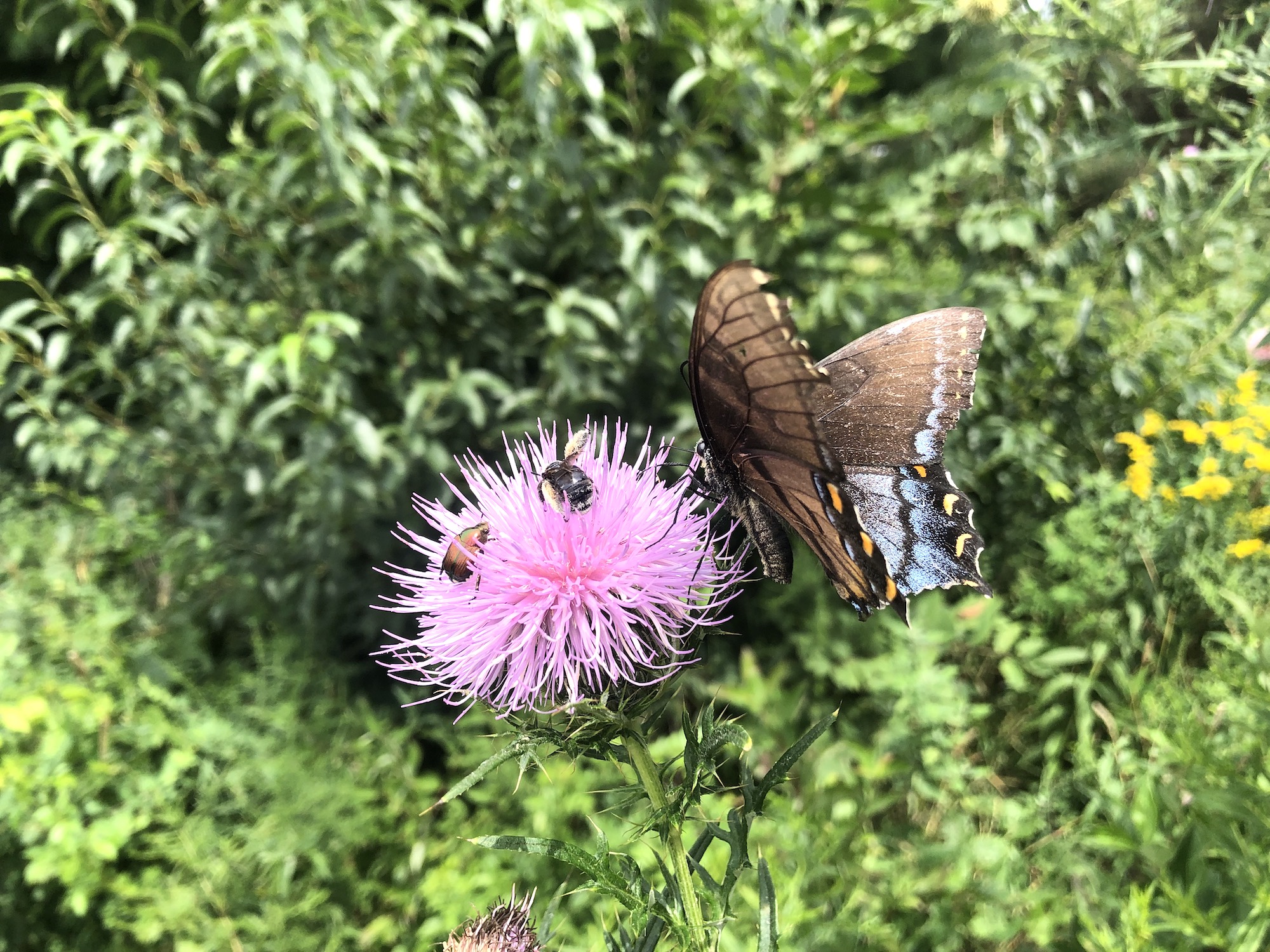 Female Eastern Tiger Swallowtail butterfly on Field Thistle in the Prairie Moraine Dog Park in Verona, Wisconsin on August 15, 2022.