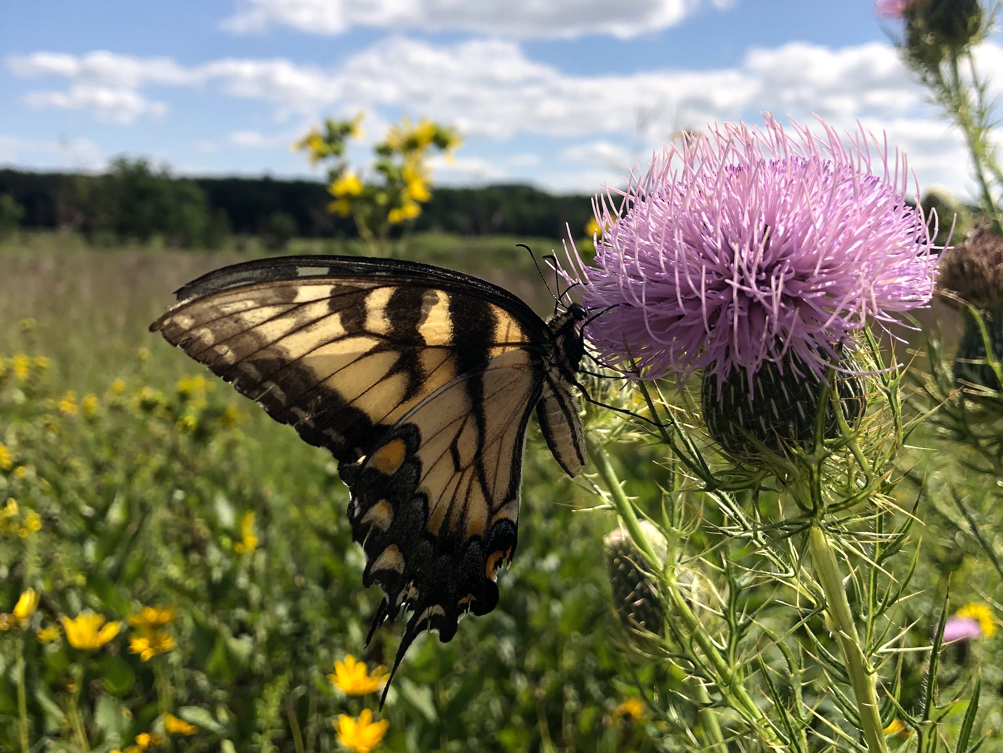 Male Eastern Tiger Swallowtail butterfly on Field Thistle in UW Arboretum Curtis Prairie in Madison, Wisconsin on August 22, 2022.