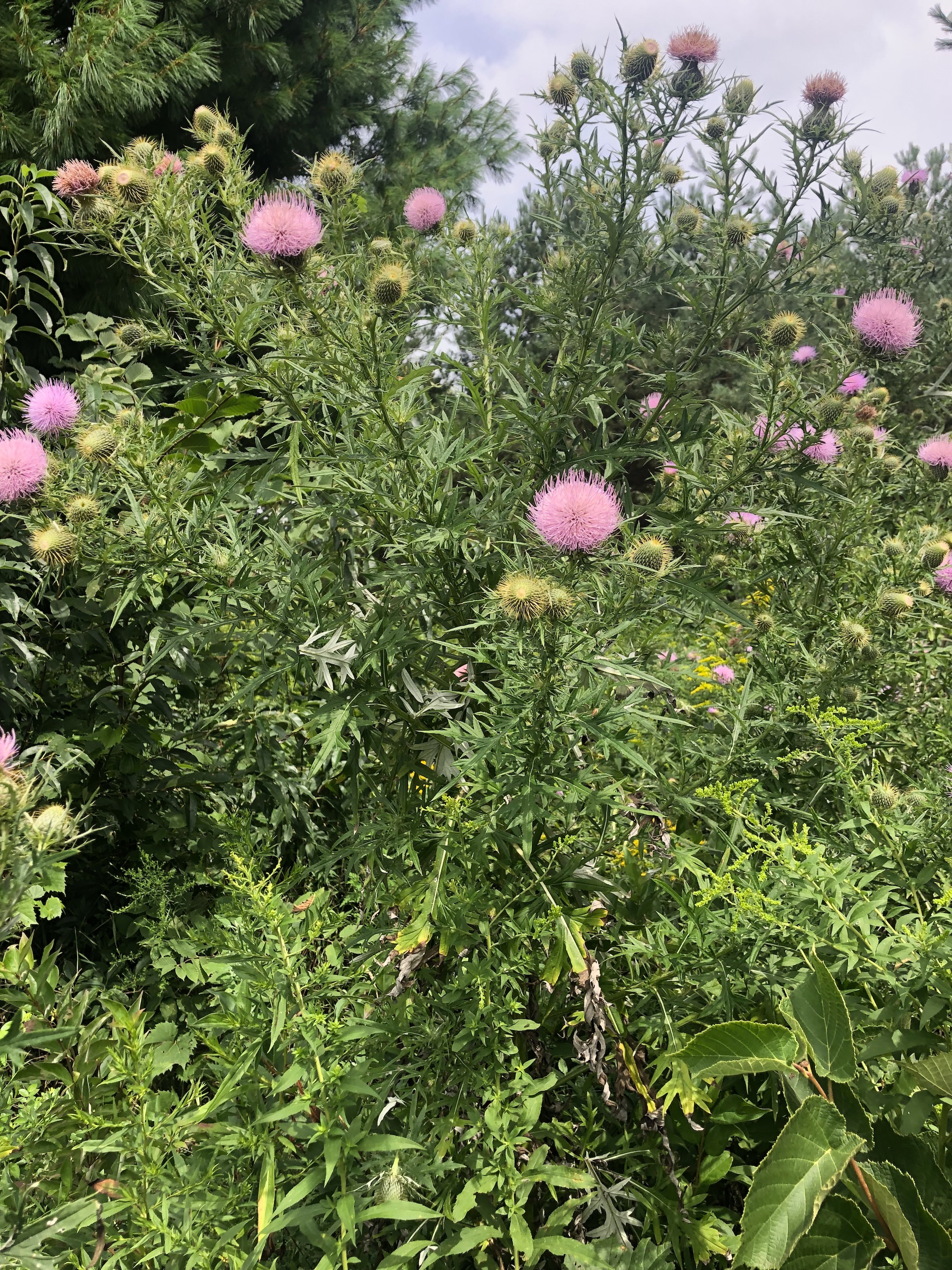 Field Thistle in the Prairie Moraine Dog Park in Verona, Wisconsin on August 15, 2022.