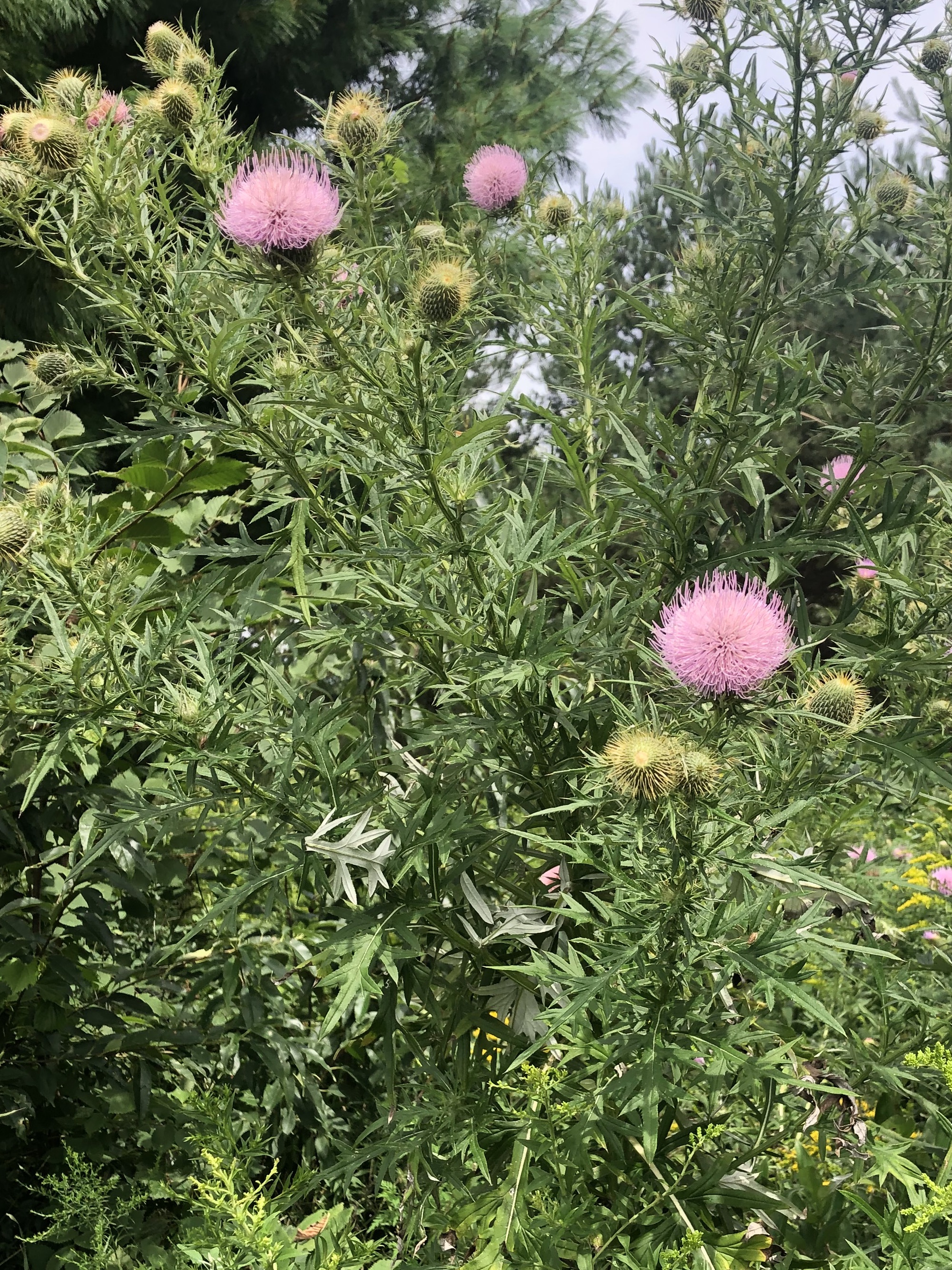 Field Thistle in the Prairie Moraine Dog Park in Verona, Wisconsin on August 15, 2022.