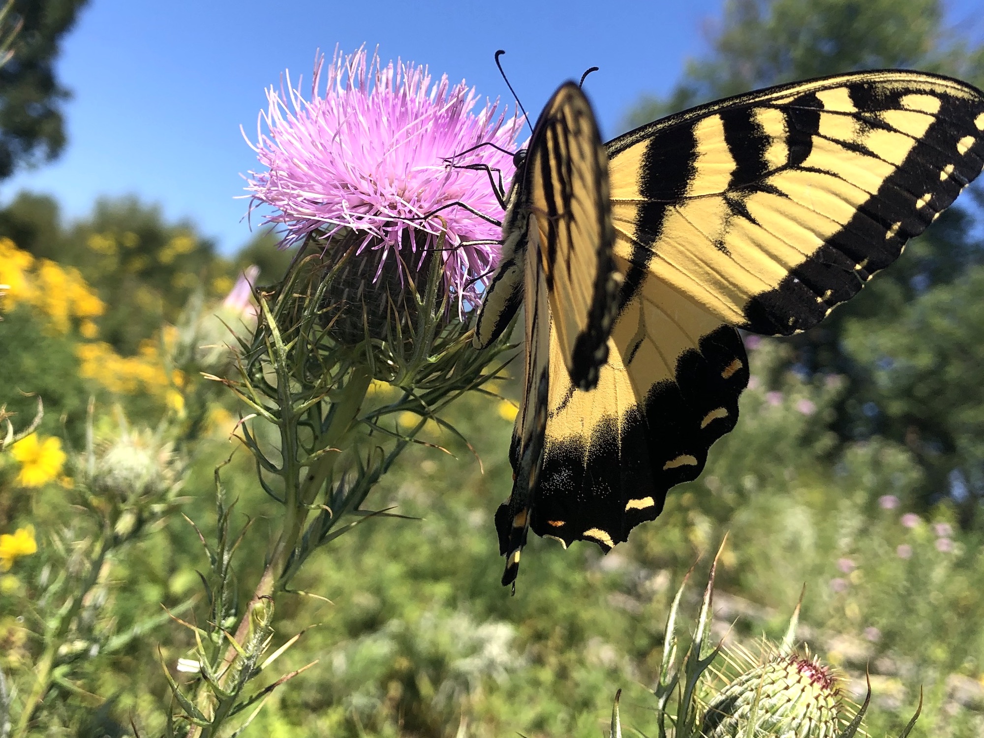 Eastern Tiger Swallowtail butterfly on Field Thistle near the Arborteum Visitor's Center in Madison, Wisconsin on August 16, 2020.