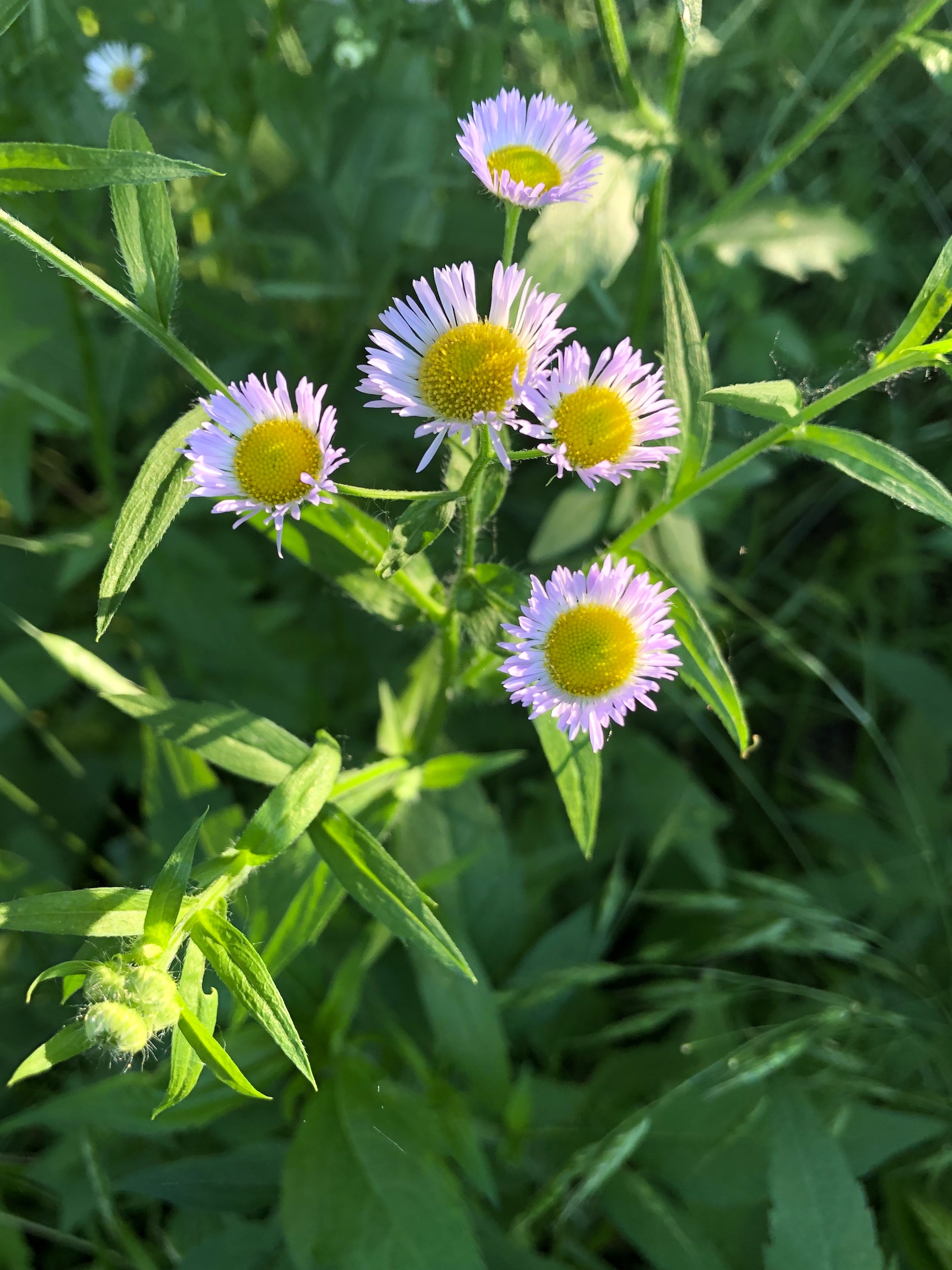Fleabane in on bank of Marion Dunn Pond in Madison, Wisconsin on June 16, 2020.