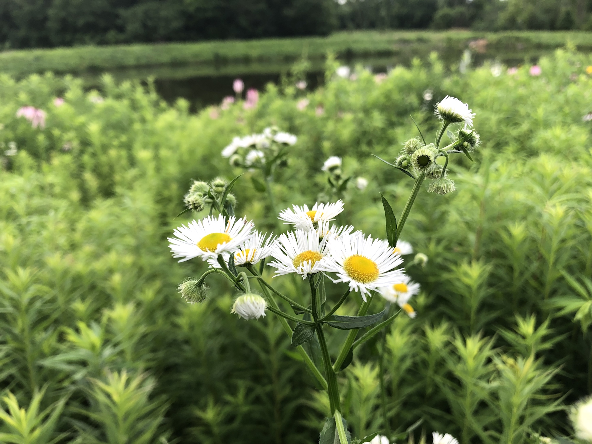 Fleabane on bank of retaining pond at the corner of Manitou Way and Nakoma Road in Madison, Wisconsin on July 1, 2019.