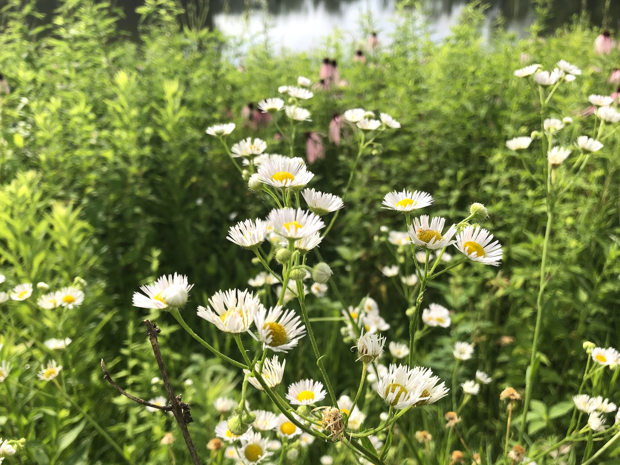 Fleabane on bank of retaining pond at the corner of Manitou Way and Nakoma Road in Madison, Wisconsin on July 6, 2019.