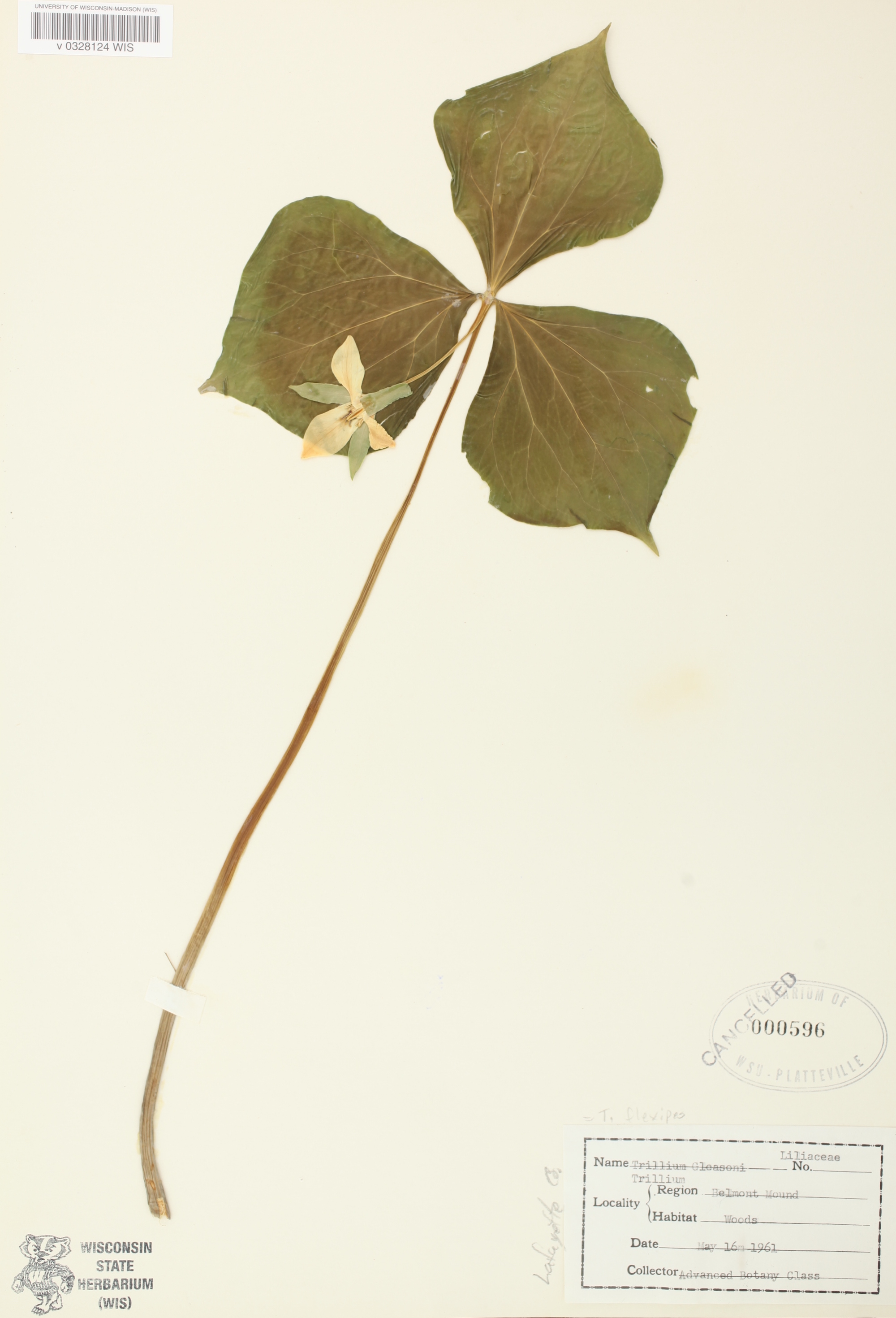 Trillium flexipes specimen collected on May 16,1961 in Lafayette County near Belmont Mound.