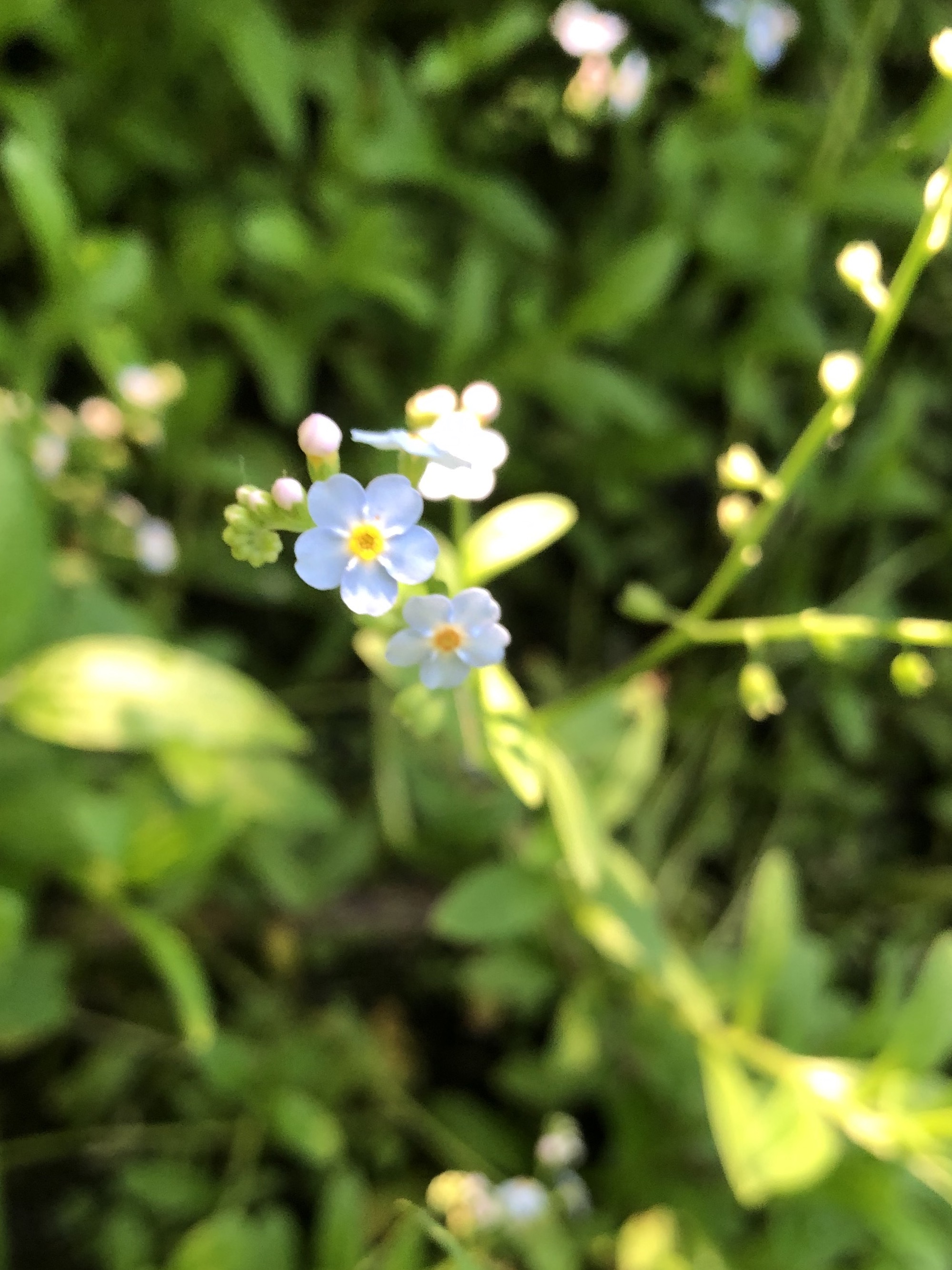 True Forget-me-not near cattails at Pickford Street stormwater outflow into Lake Wingra in Madison, Wisconsin on June 15, 2020.