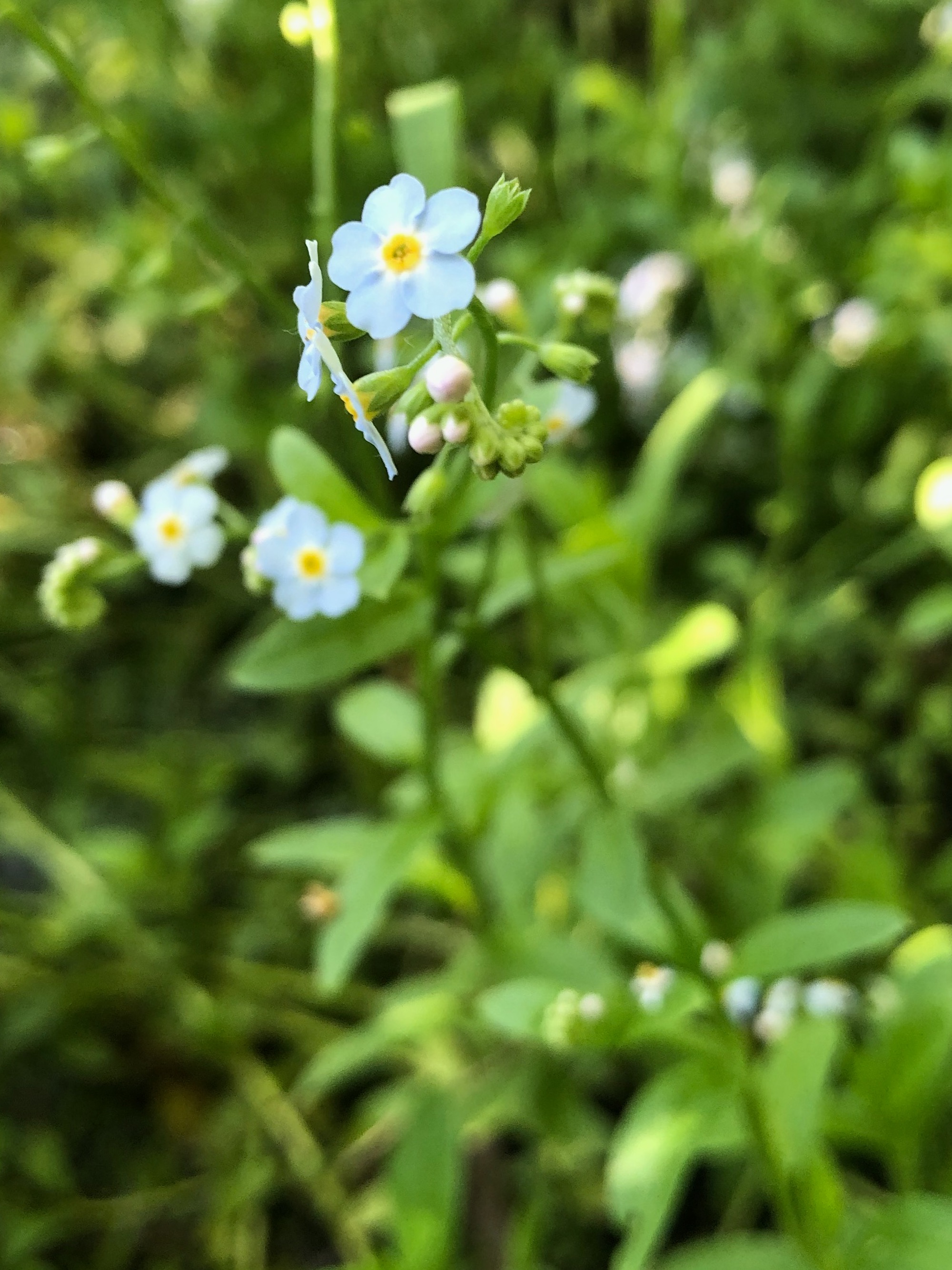 True Forget-me-not near cattails at Pickford Street stormwater outflow into Lake Wingra in Madison, Wisconsin on June 13, 2020.