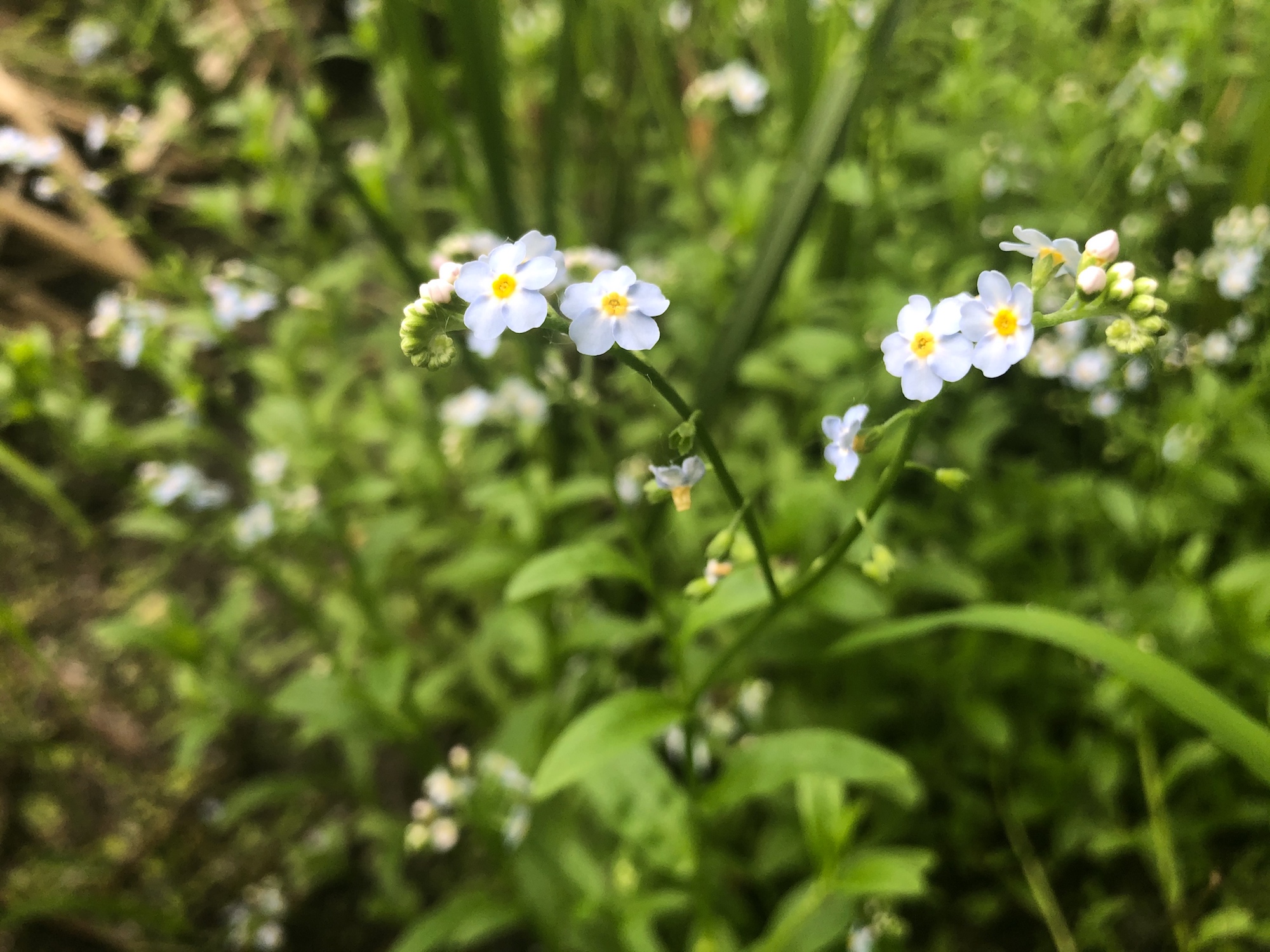 True Forget-me-not near cattails at Pickford Street stormwater outflow into Lake Wingra in Madison, Wisconsin on June 9, 2020.