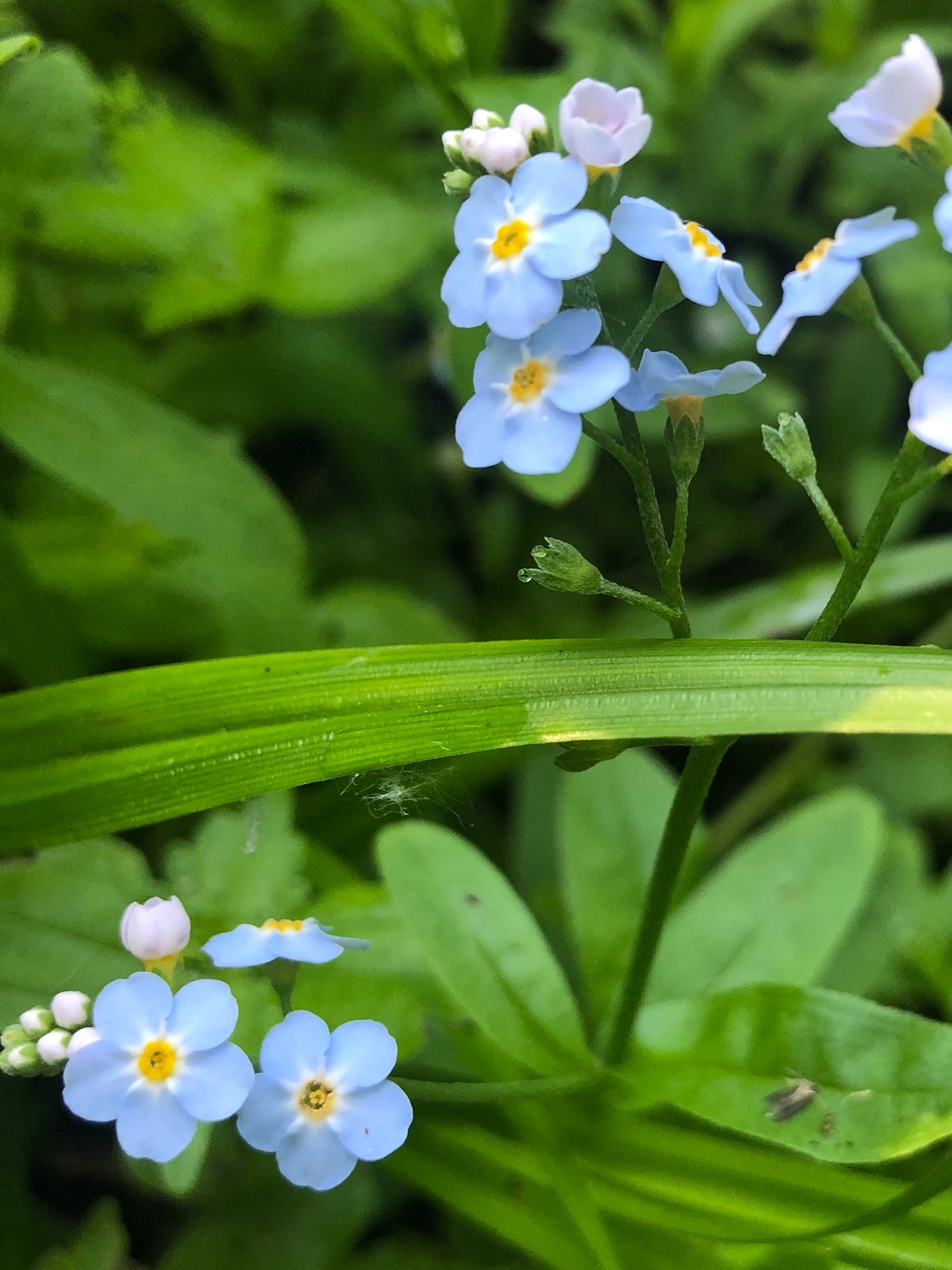 True Forget-me-not near cattails at Pickford Street stormwater outflow into Lake Wingra in Madison, Wisconsin on June 17, 2020.