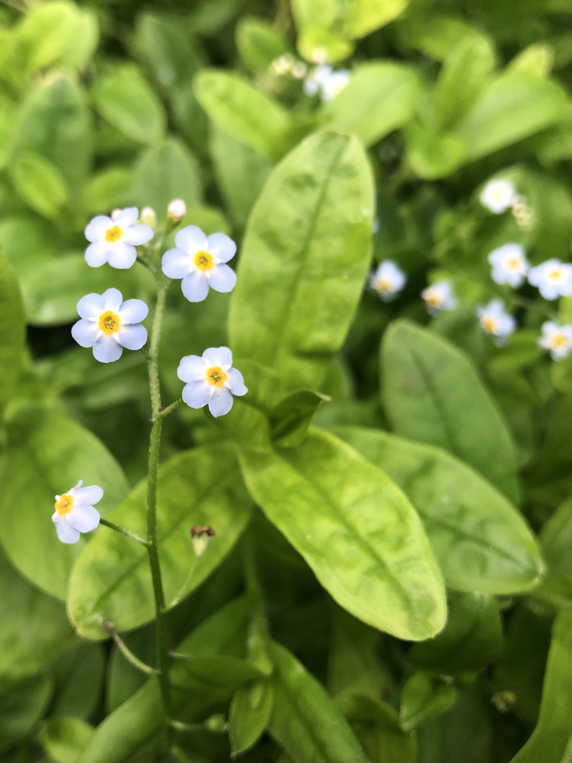 True Forget-me-not on bank of Council Ring Spring in Madison, Wisconsin on August 3, 2021.