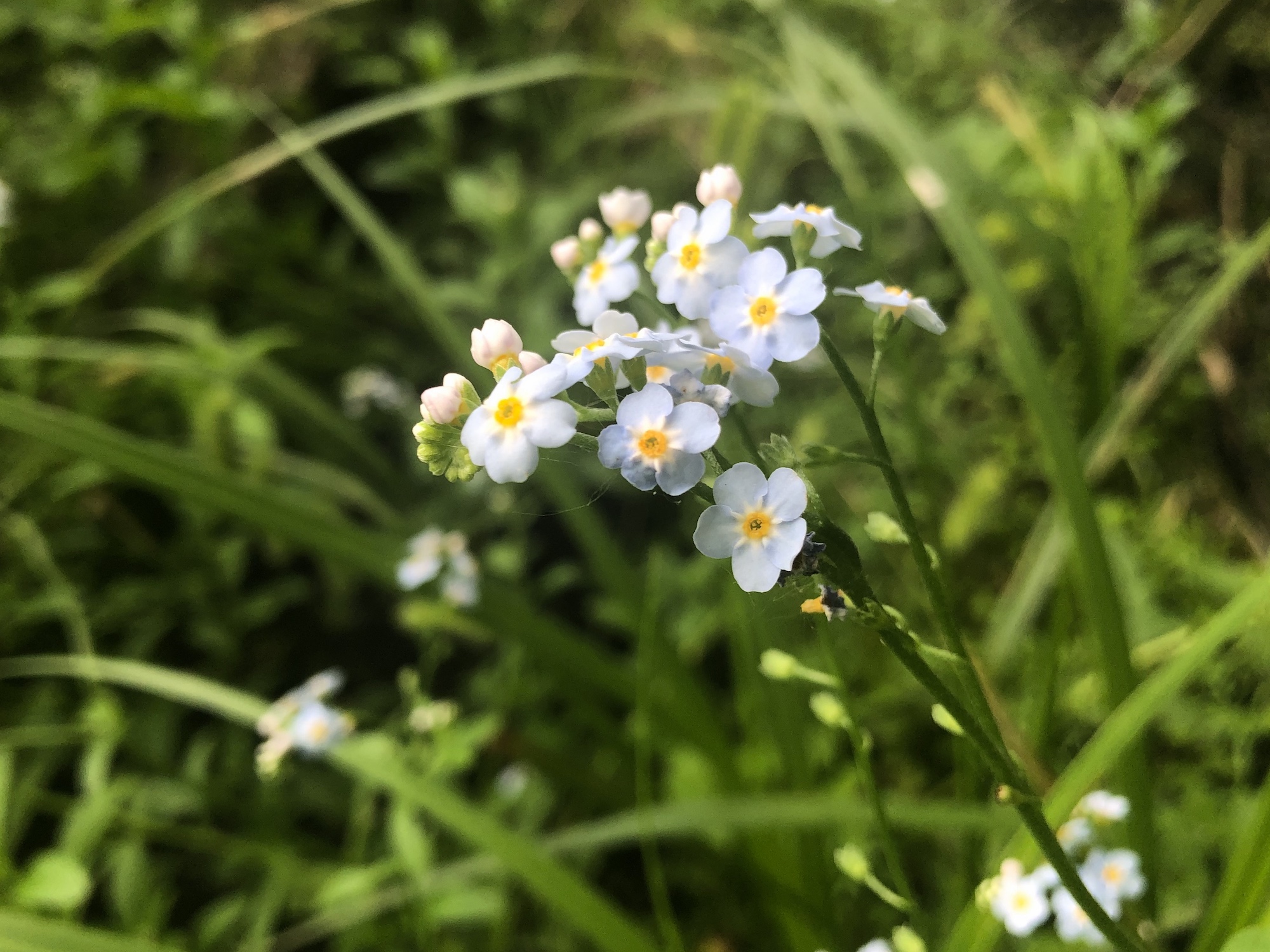 True Forget-me-not near cattails at Pickford Street stormwater outflow into Lake Wingra in Madison, Wisconsin on June 9, 2020.