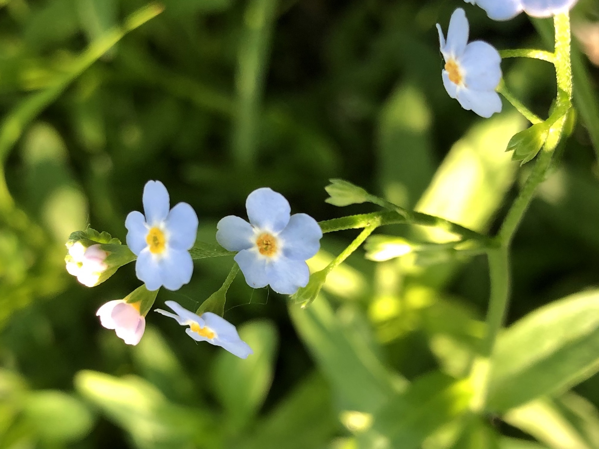 True Forget-me-not near cattails at Pickford Street stormwater outflow into Lake Wingra in Madison, Wisconsin on June 15, 2020.