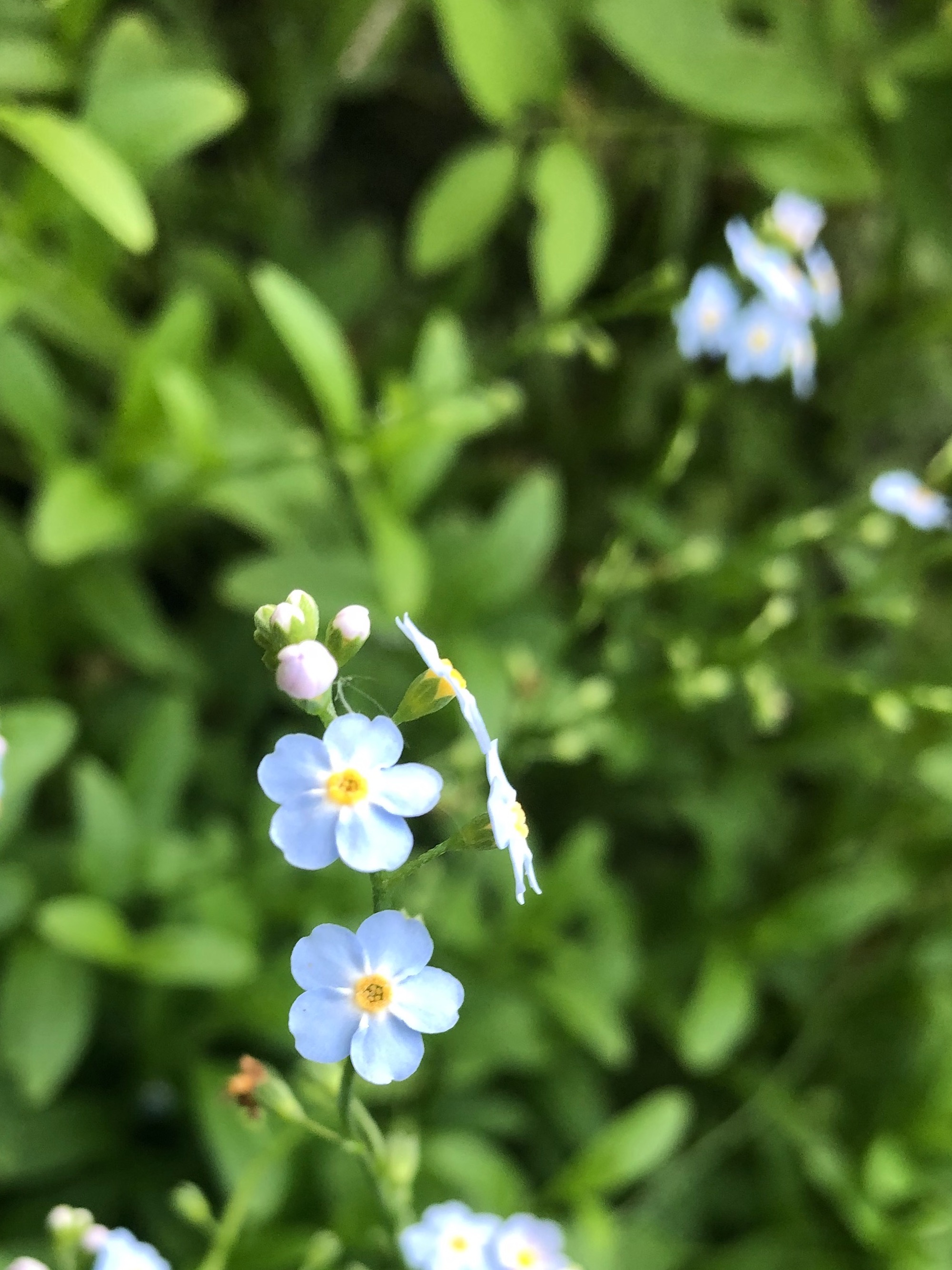 True Forget-me-not near cattails at Pickford Street stormwater outflow into Lake Wingra in Madison, Wisconsin on June 19, 2020.