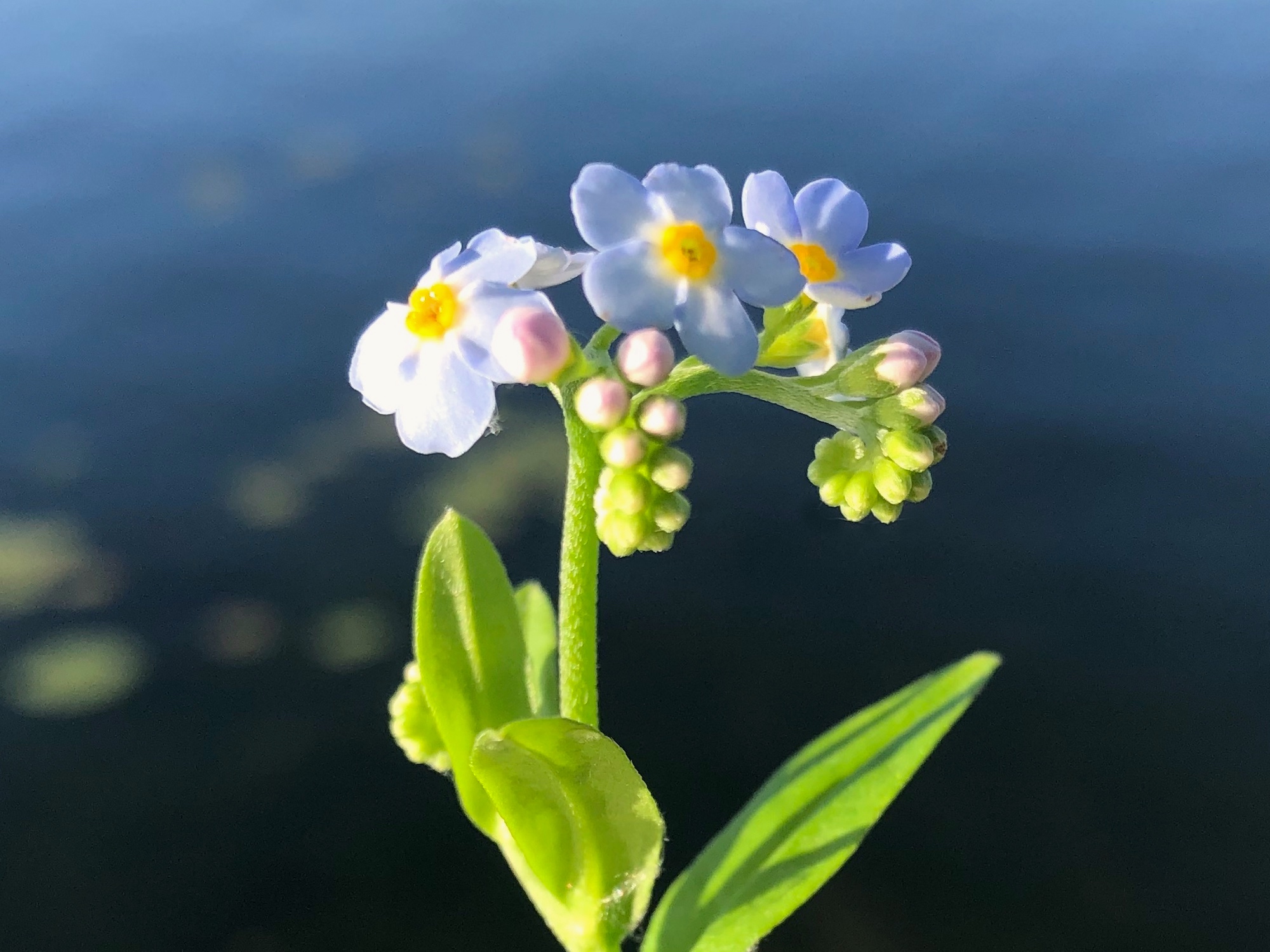 True Forget-me-not near cattails at Pickford Street stormwater outflow into Lake Wingra in Madison, Wisconsin on May 29, 2021.