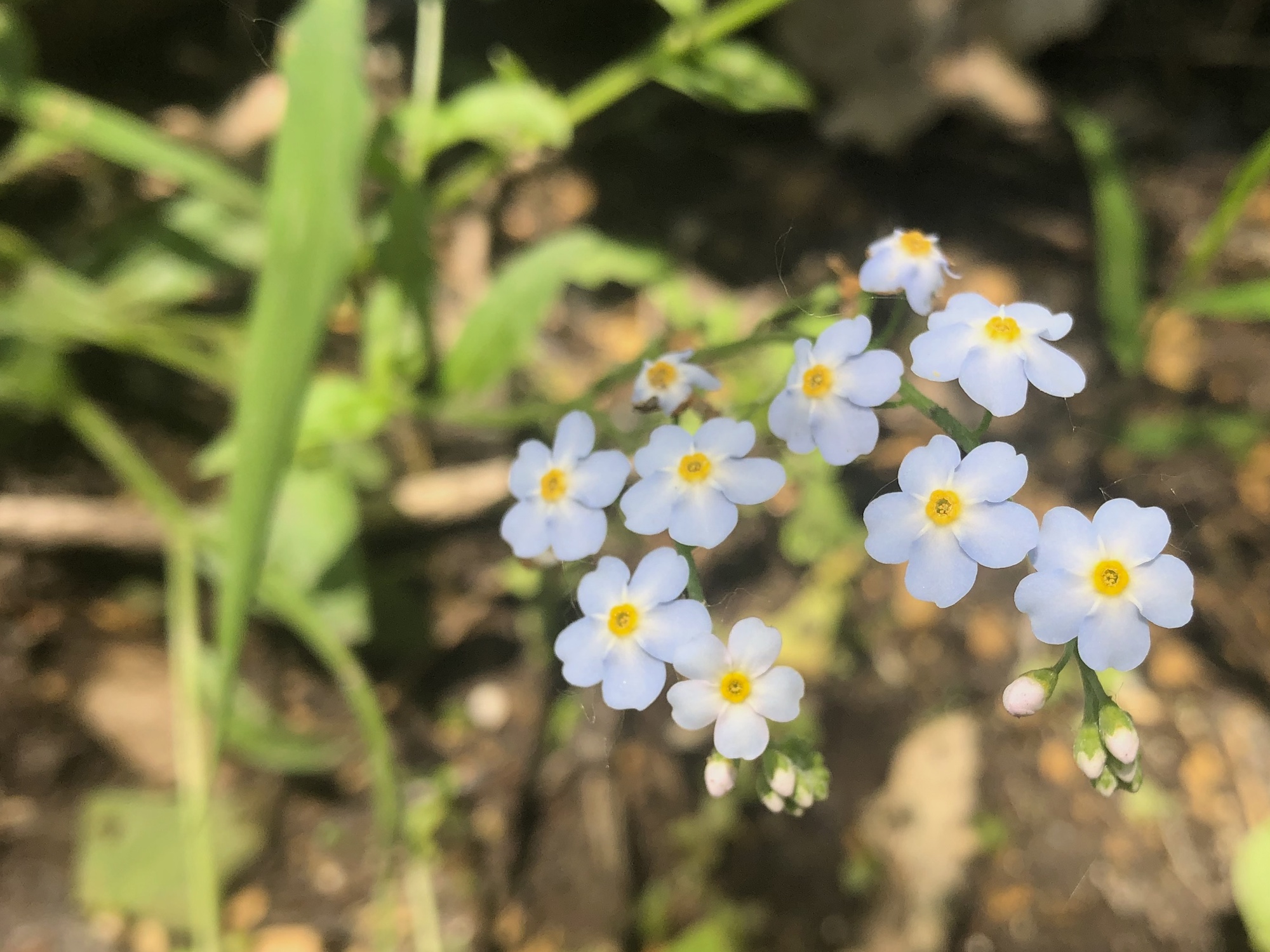 True Forget-me-not in Ho-Nee-Un Pond in Madison, Wisconsin on June 2, 2021.
