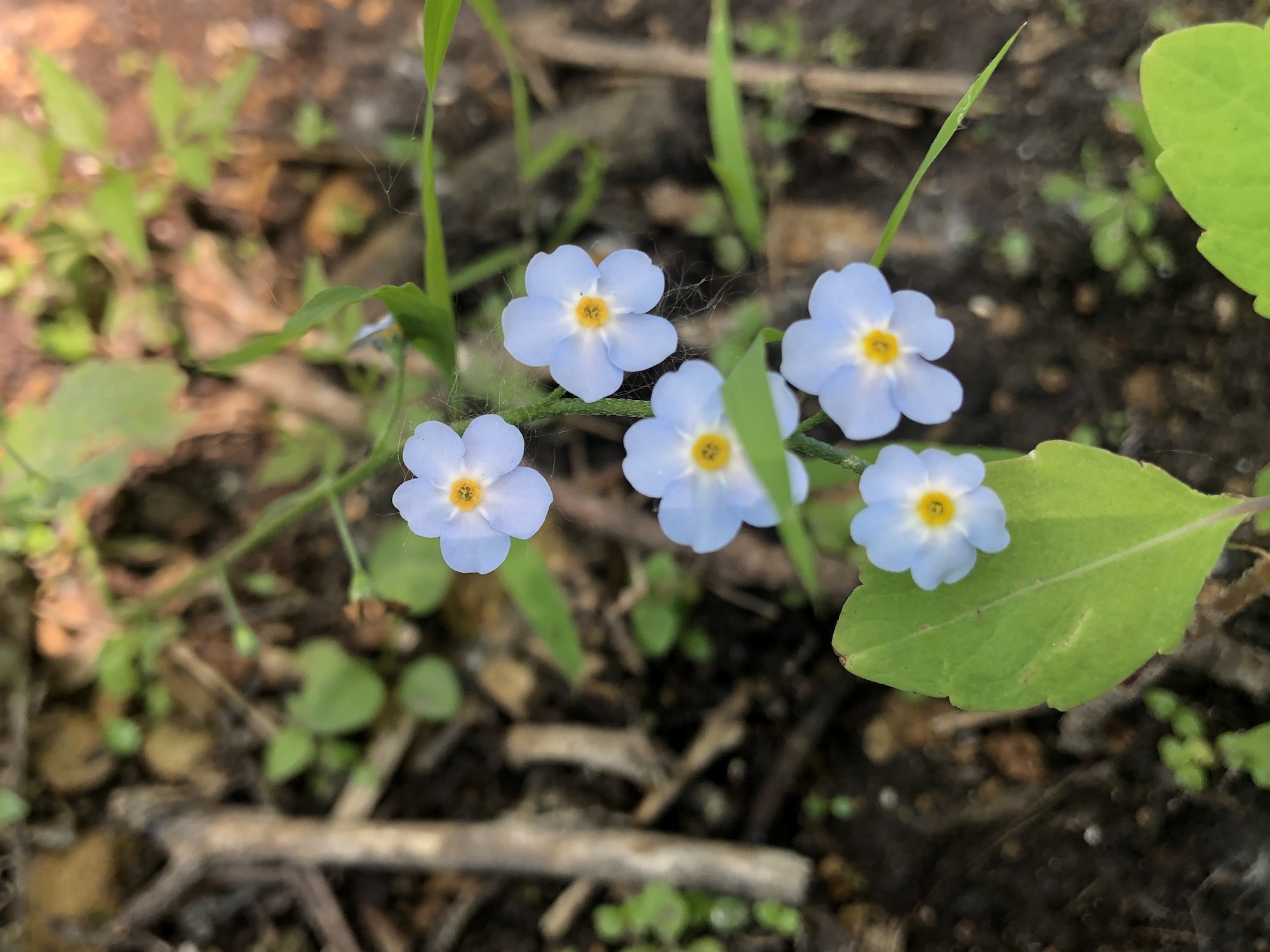 True Forget-me-not in Ho-Nee-Un Pond in Madison, Wisconsin on June 3, 2021.