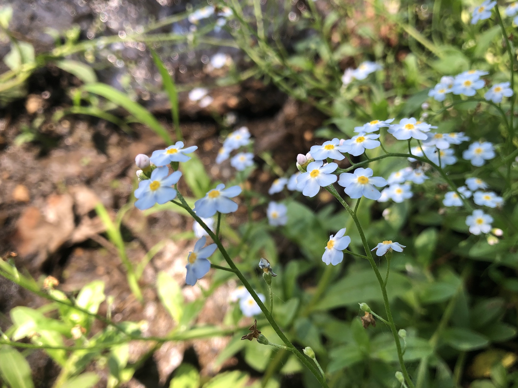 True Forget-me-not in Ho-Nee-Un Pond in Madison, Wisconsin on June 3, 2021.
