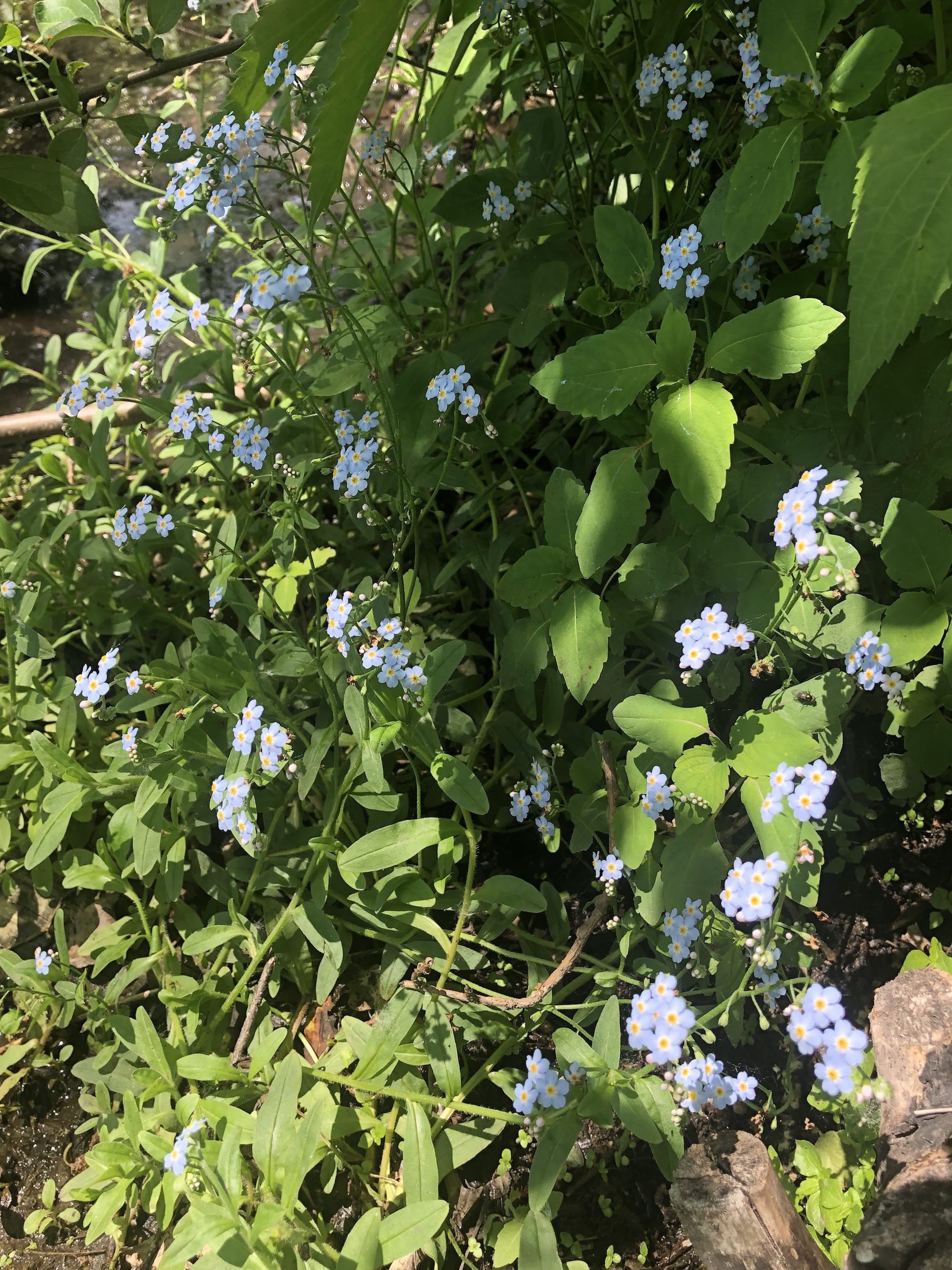 True Forget-me-not in Ho-Nee-Un Pond in Madison, Wisconsin on June 2, 2021.