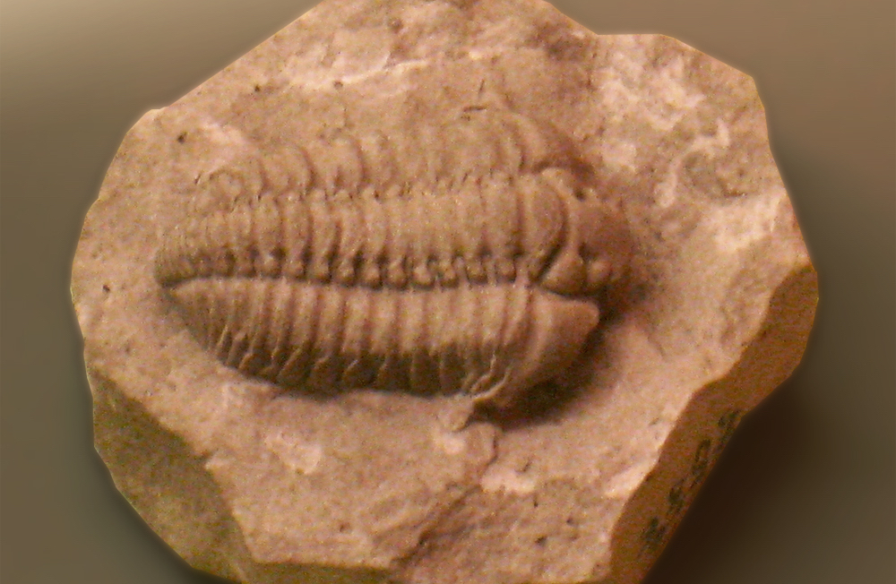 The Wisconsin State Fossil is the Trilobite (Calymene celebra).