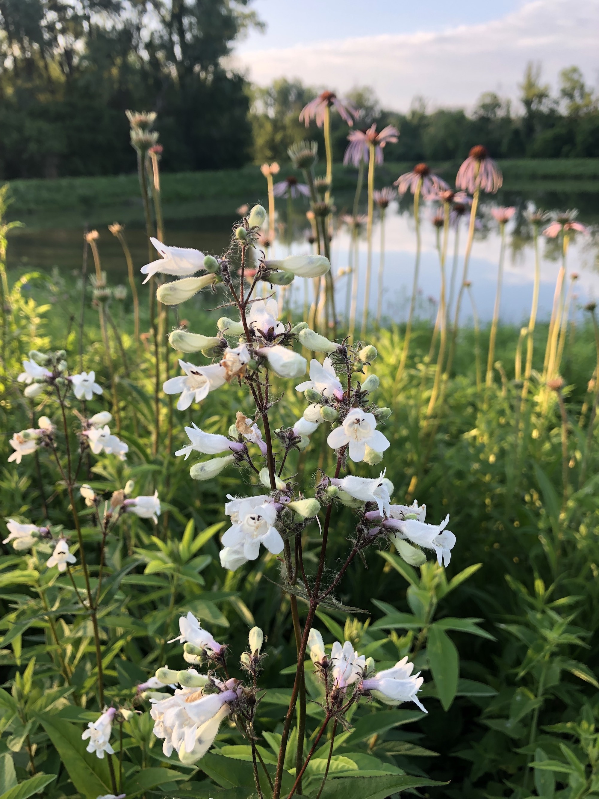 Foxglove Beardtongue on bank of retaining pond in Madison, Wisconsin on June 8, 2021.