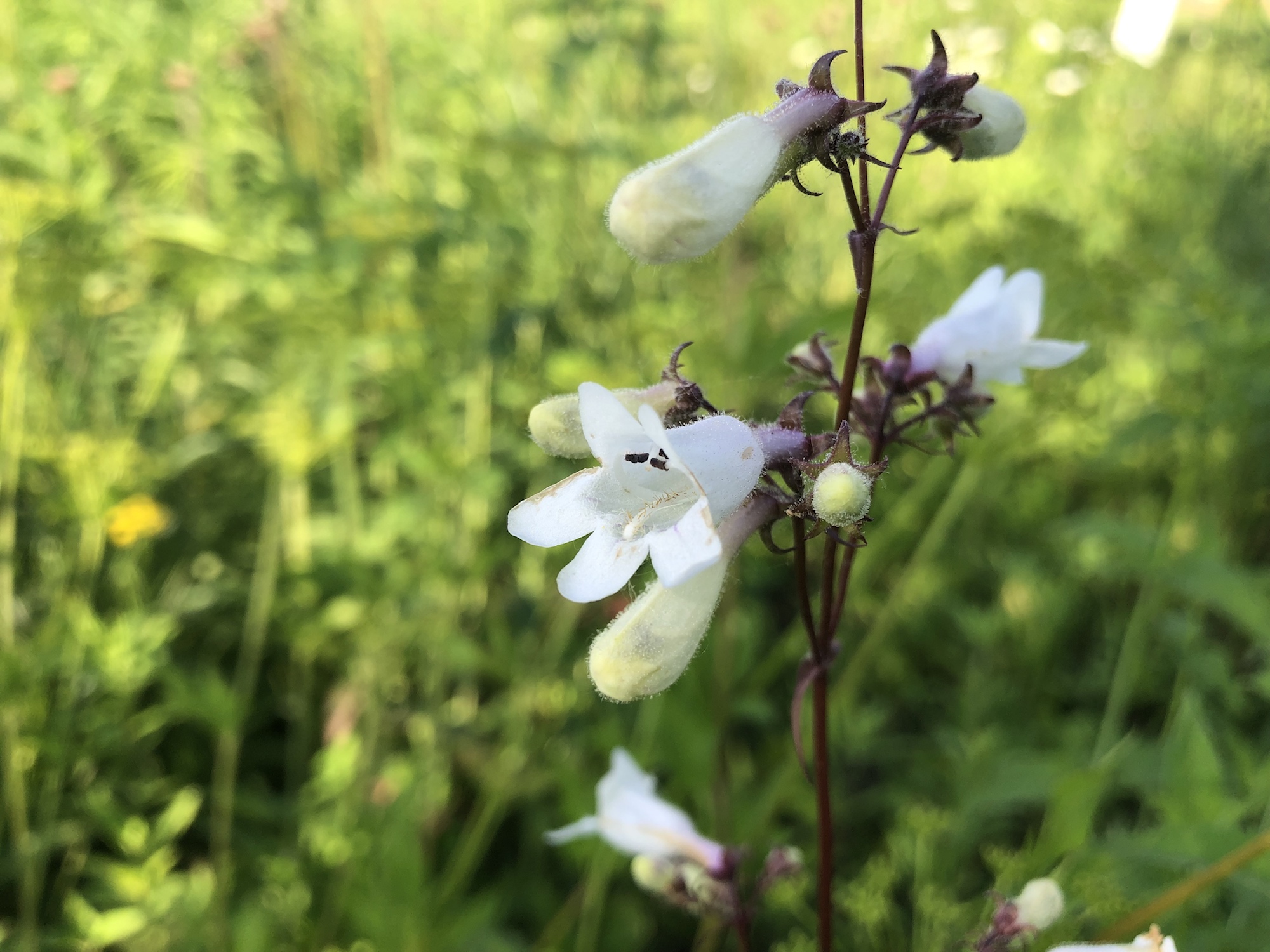 Foxglove Beardtongue on the banks of the retaining pond on June 15, 2019.