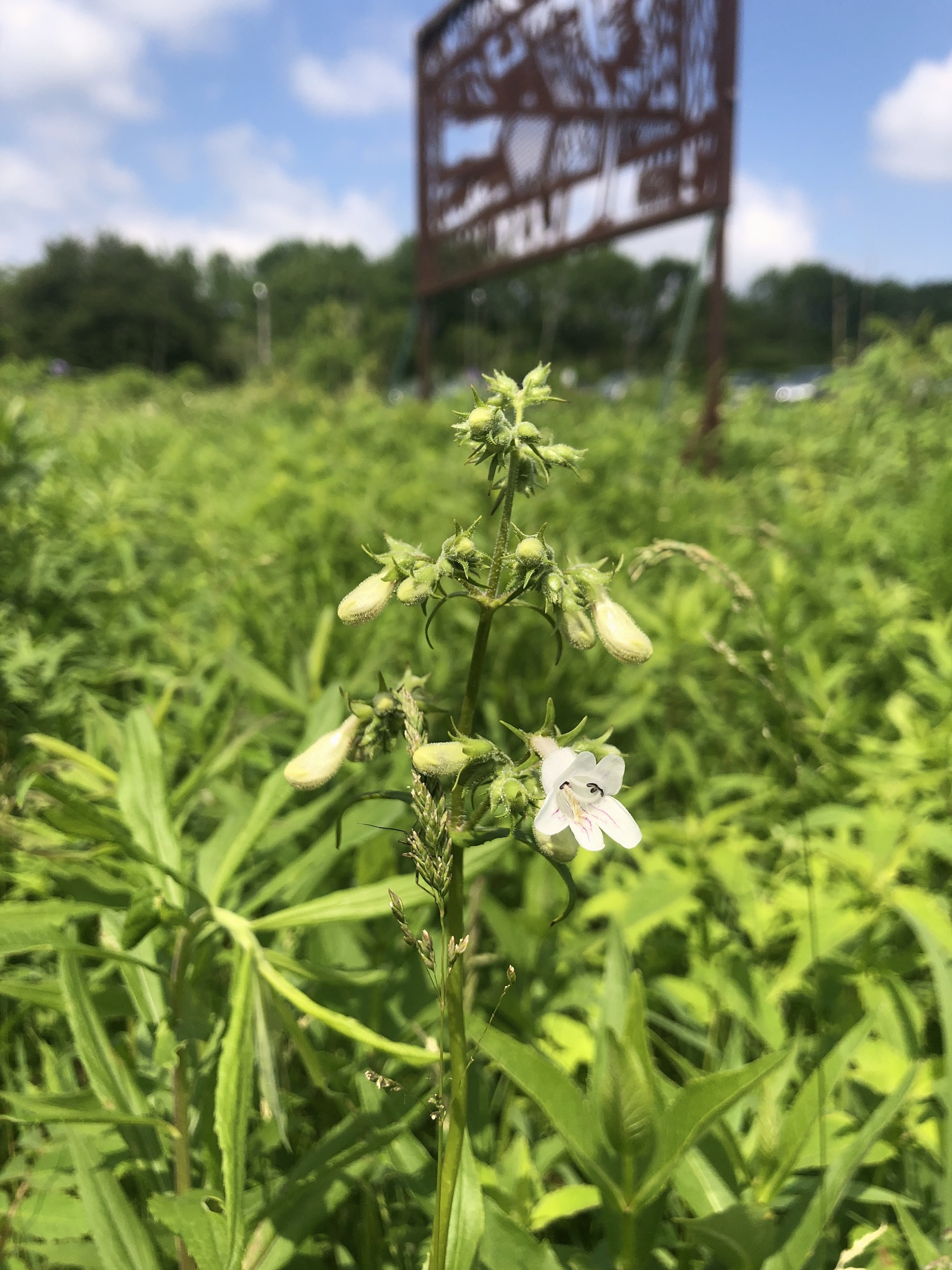 Foxglove Beardtongue in the Curtis Prairie in the University of Wisconsin-Madison Arboretum in Madison, Wisconsin on June 7, 2022.