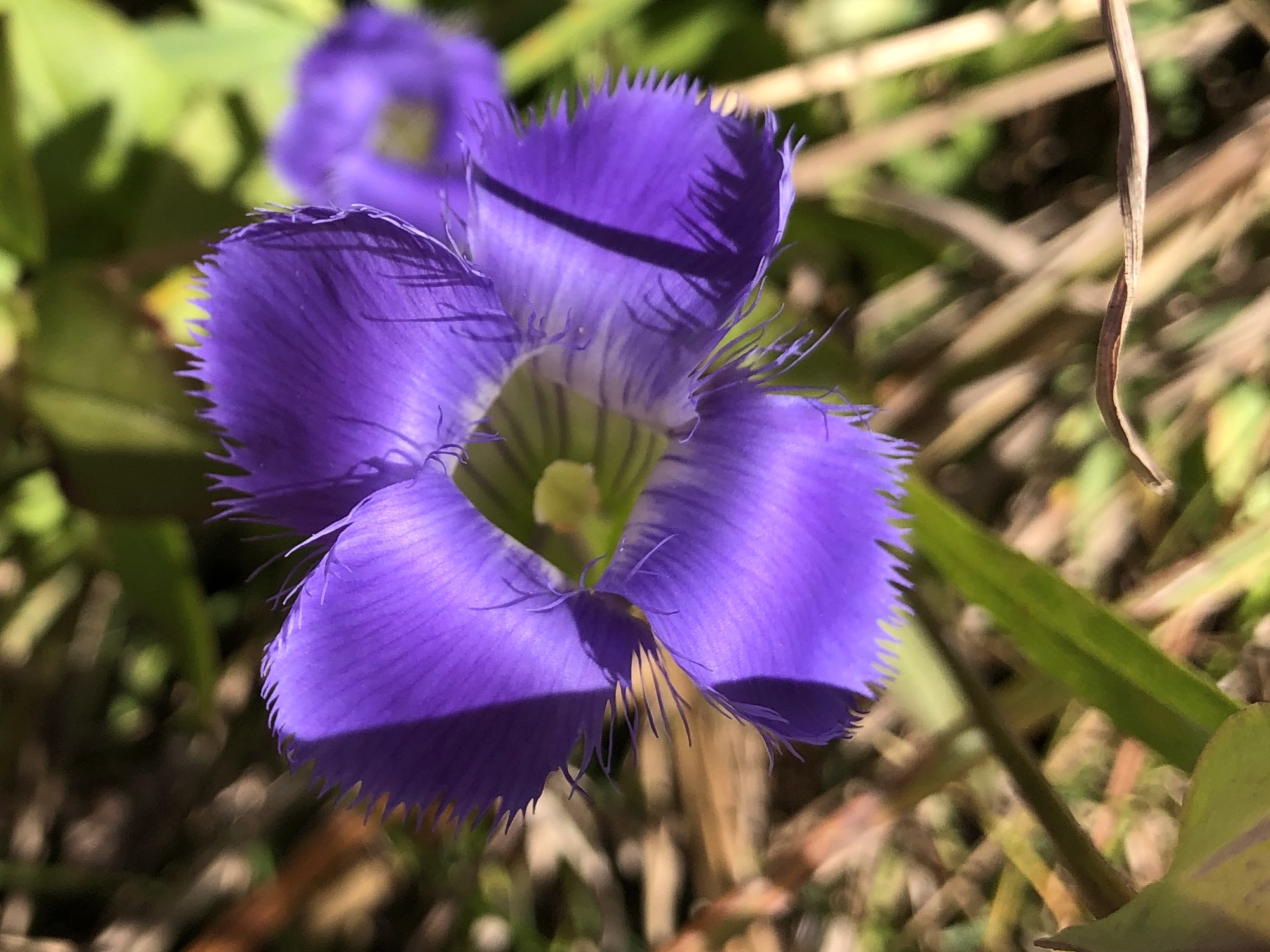 Fringed Gentian at the edge of the UW Arboretum's Curtis Prairie along a service road in Madison, Wisconsin on September 27, 2022.