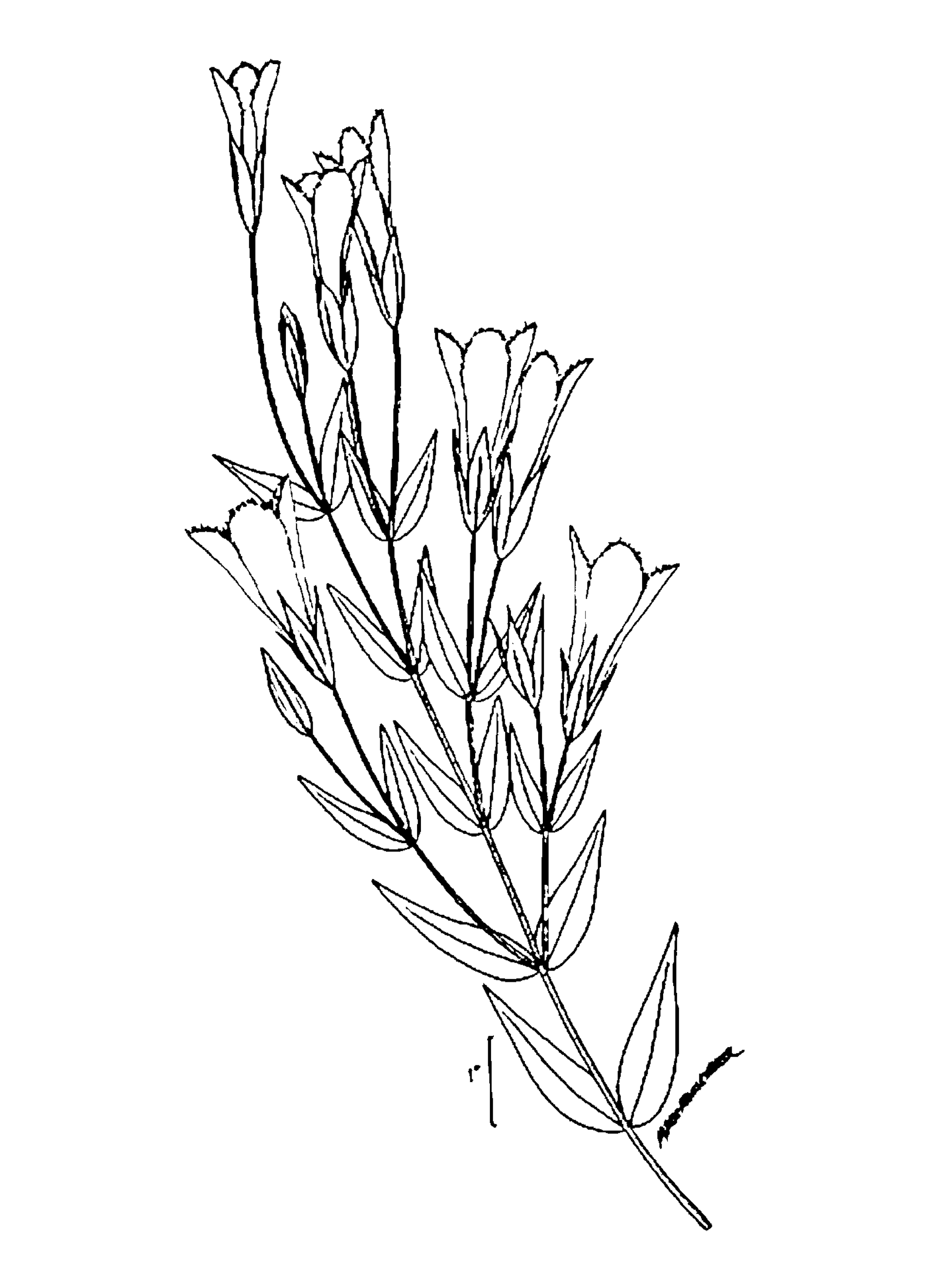 Fringed Gentian botanical line drawing from USDA  NRCS, Wetland flora: Field office illustrated guide to plant species., USDA NRCS National Wetland Team.
