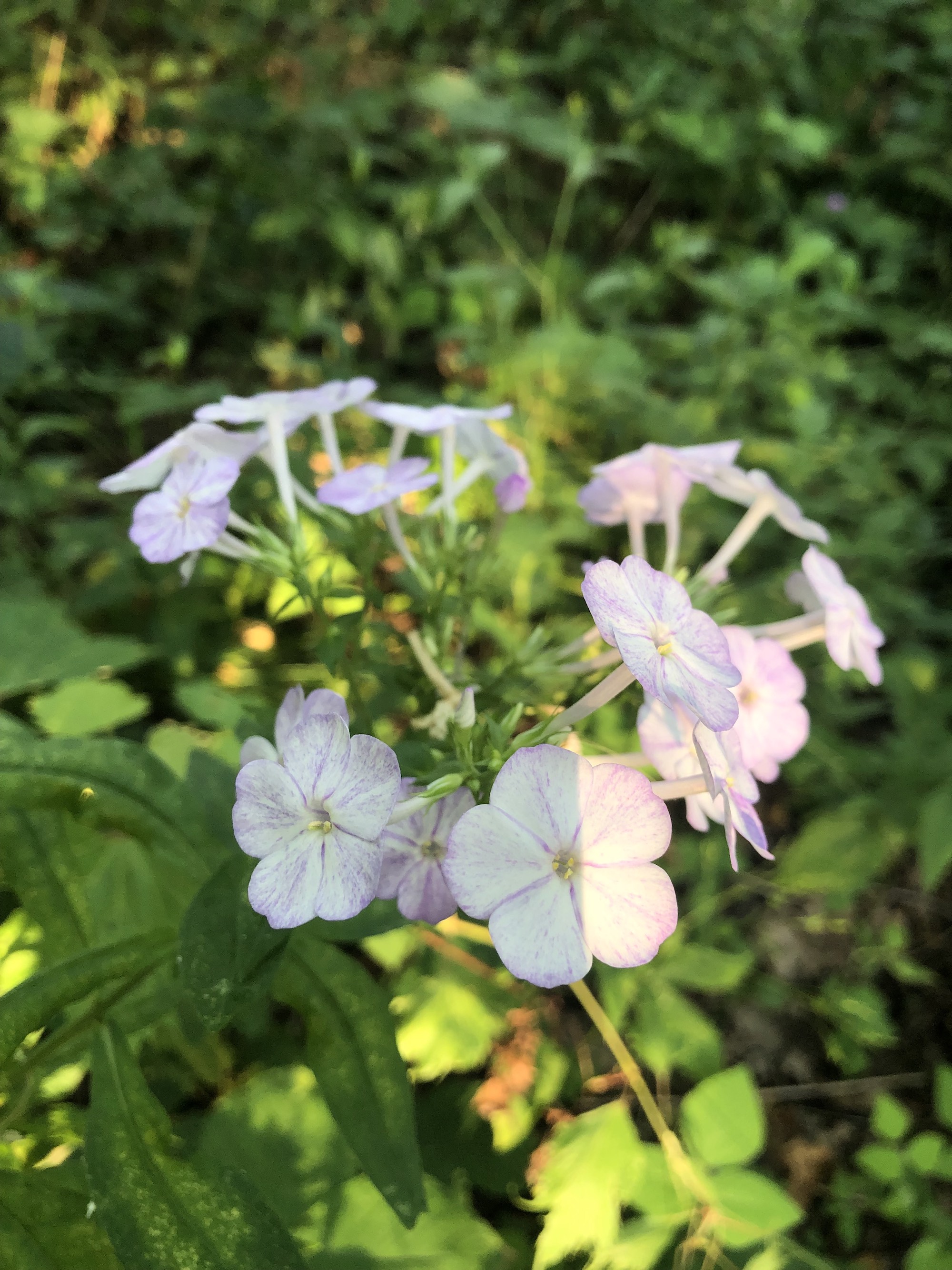 Tall Garden Phlox by Duck Pond on July 13, 201.