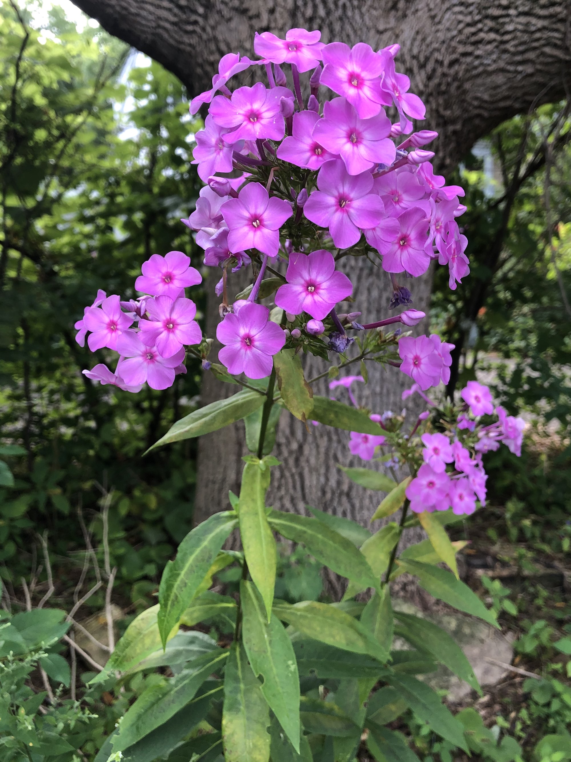 Tall Garden Phlox by Duck Pond on August 1, 2020.