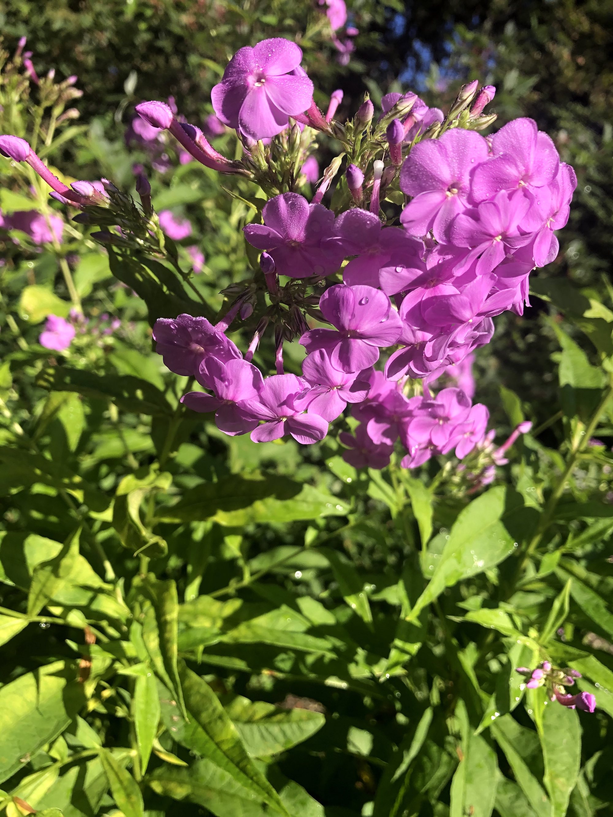 Tall Garden Phlox by Duck Pond on August 11, 2020.