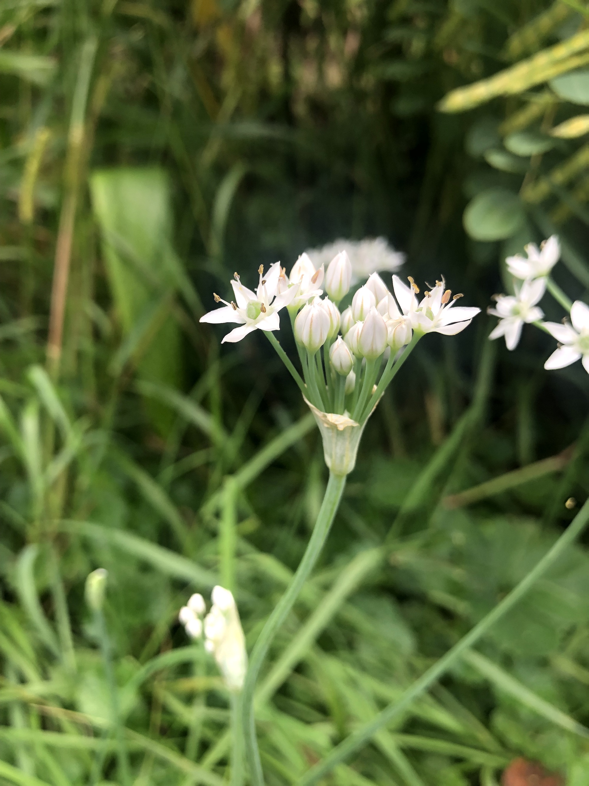 Garlic Chives in ditch along bikepath behind Fox Avenue in Madison, Wisconsin on September 5, 2022.