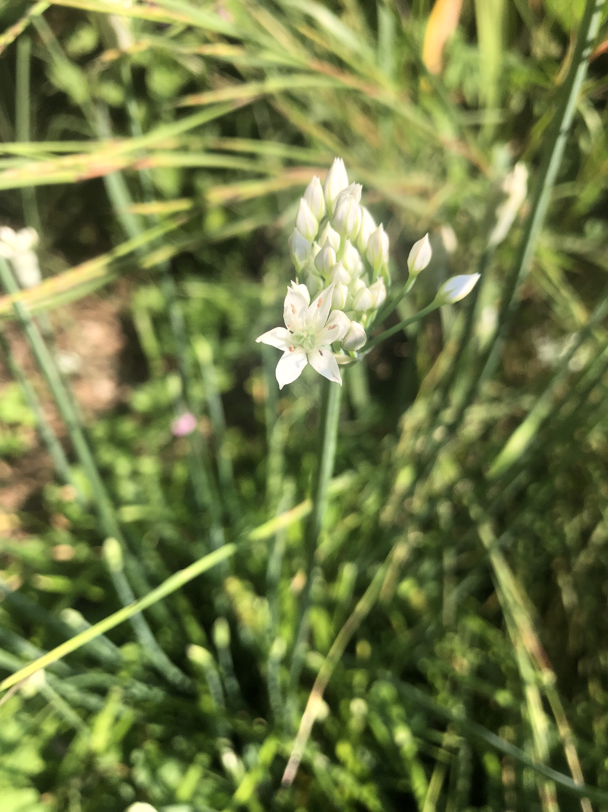 Garlic Chives in ditch along bikepath behind Fox Avenue in Madison, Wisconsin on August 18, 2021.