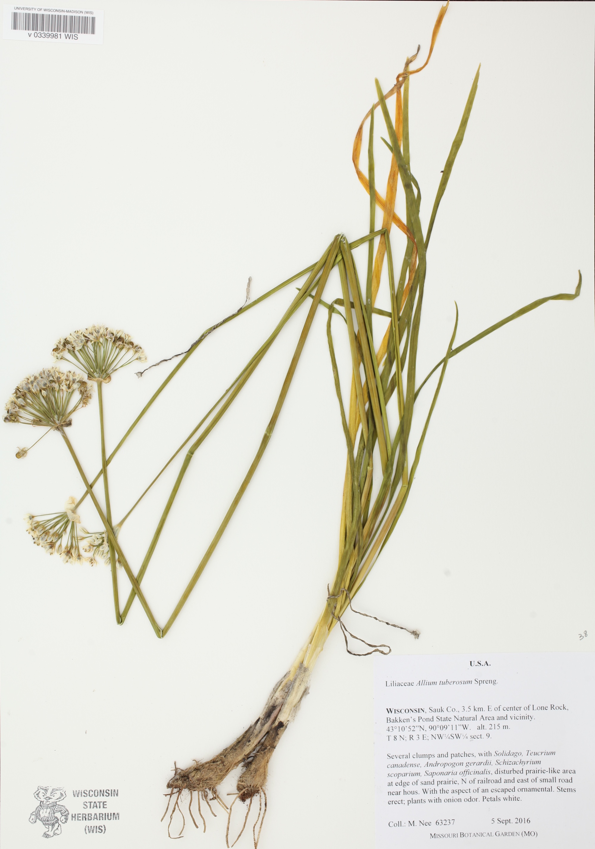 Garlic Chive specimen collected September 5, 2016 in Sauk County, Wisconsin in the Bakken's Pond State Natural area.